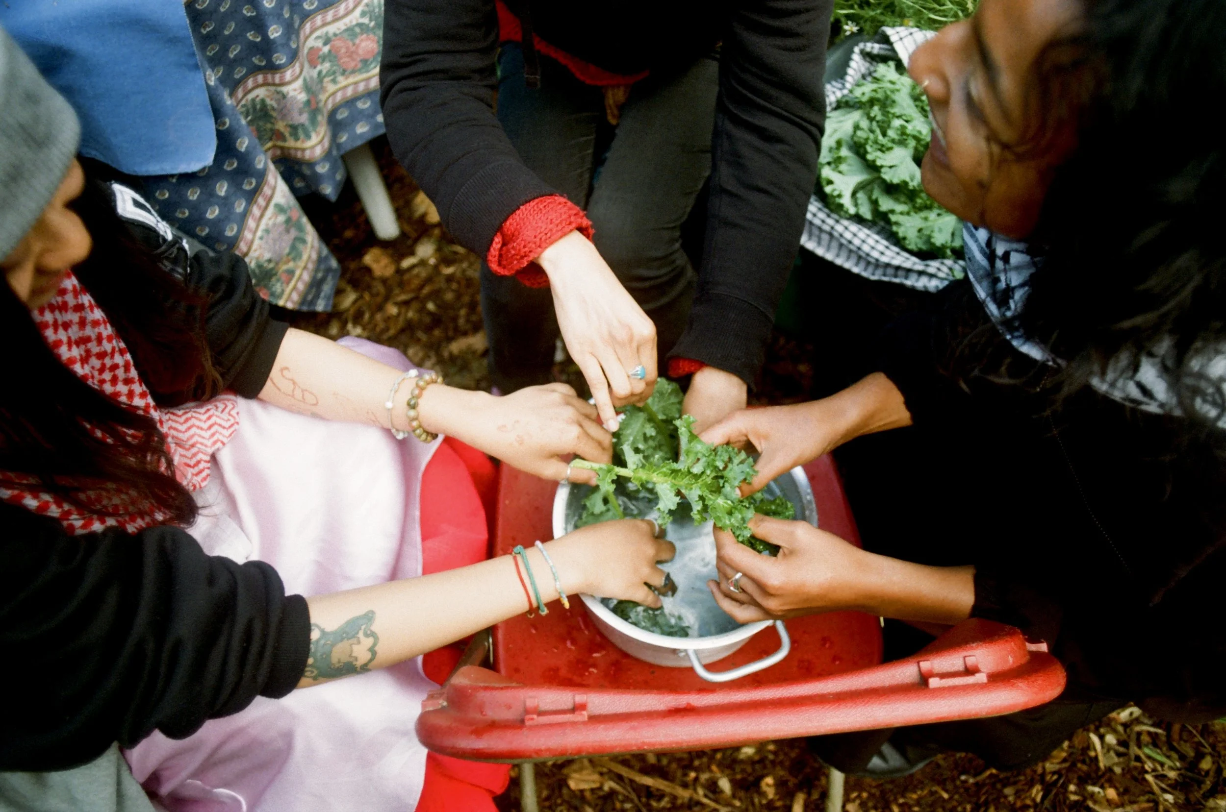 communal food prep on the land, image by lydia wilks