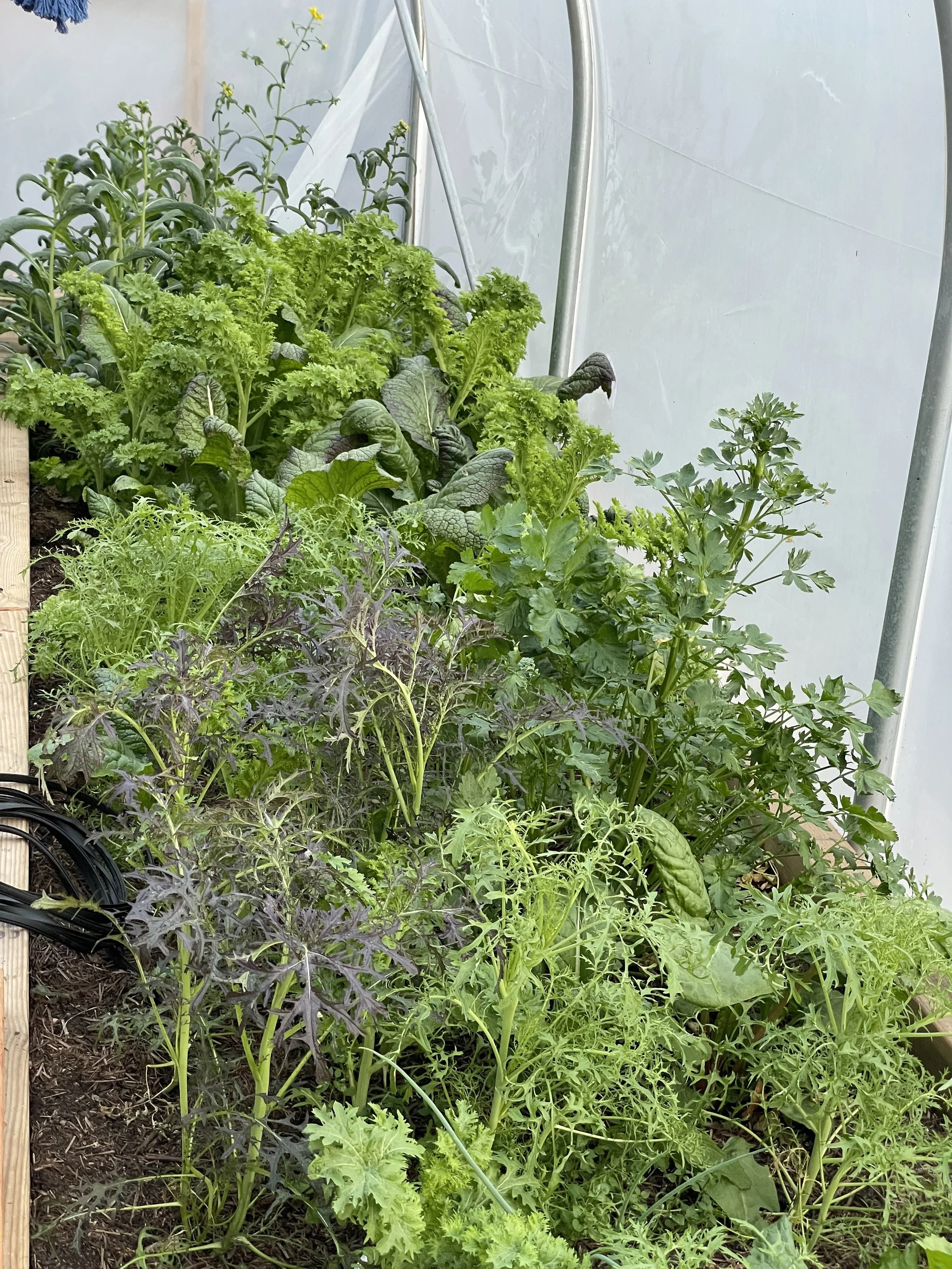 winter growing in the tunnel. feb 2026