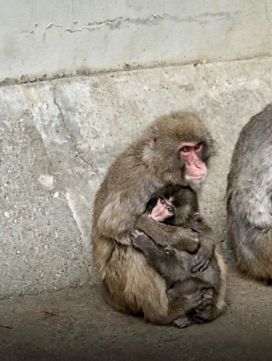 The Monkey Business of Empathy