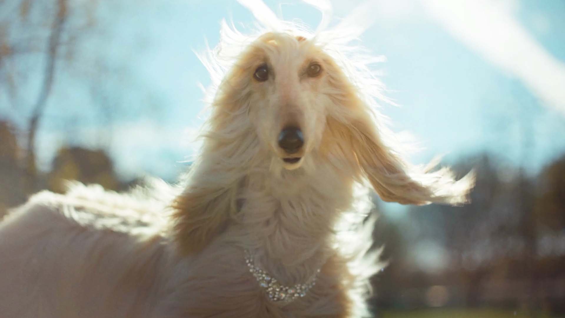Georgia Lottery "Dog Park"| director: Dan Opsal