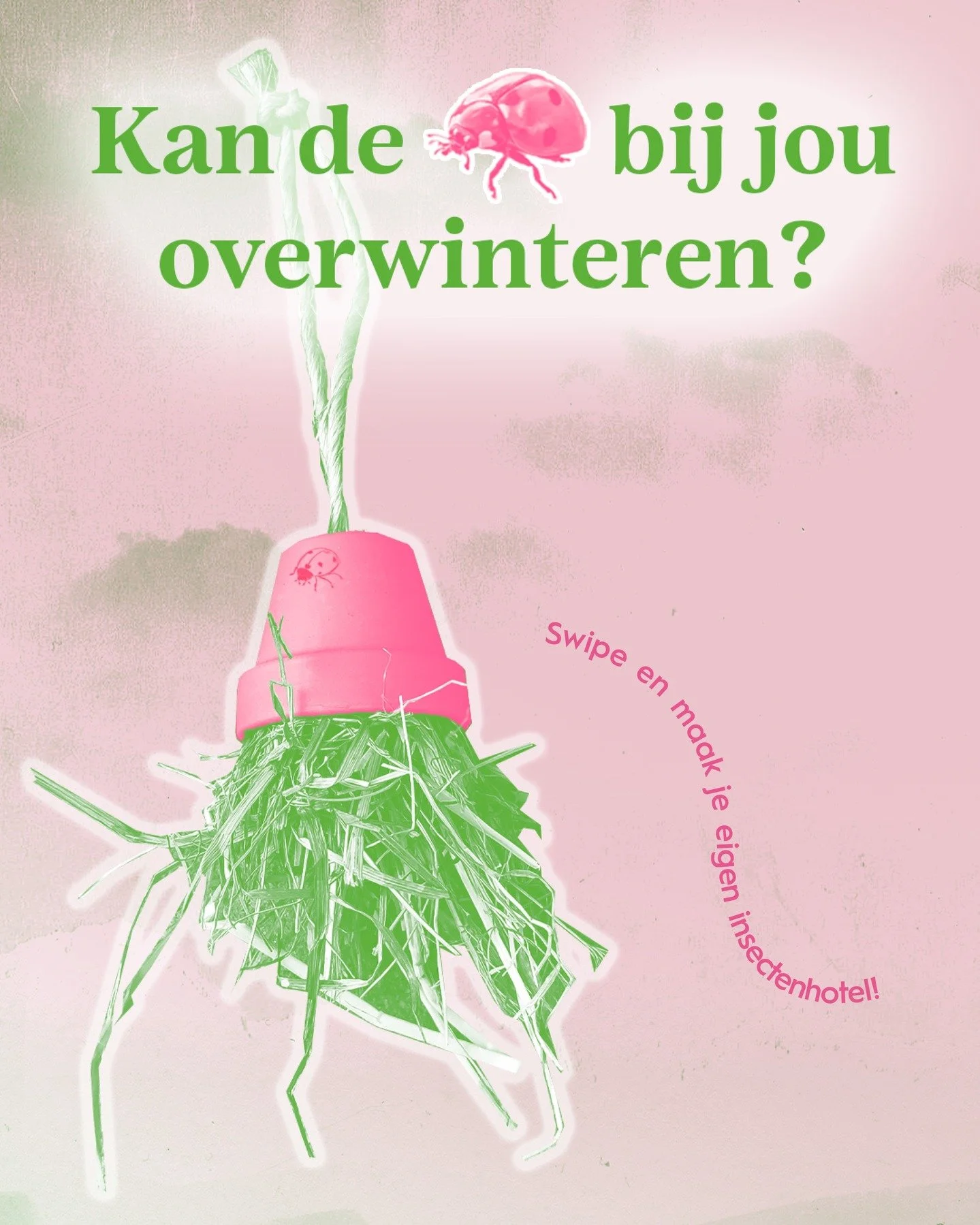 De lieveheersbeestjes zoeken een plekje voor de winter! ❄️
Laat ze bij jou slapen en maak je eigen insectenhotel! 🐞

Wist je dat lieveheersbeestjes echte tuinhulpjes zijn? Ze eten bladluizen, schildluizen &eacute;n spintmijten. Zo blijven je planten