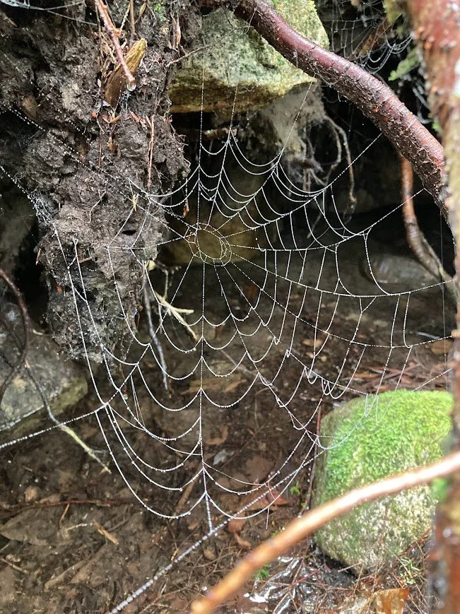 dewy spiderweb.jpg