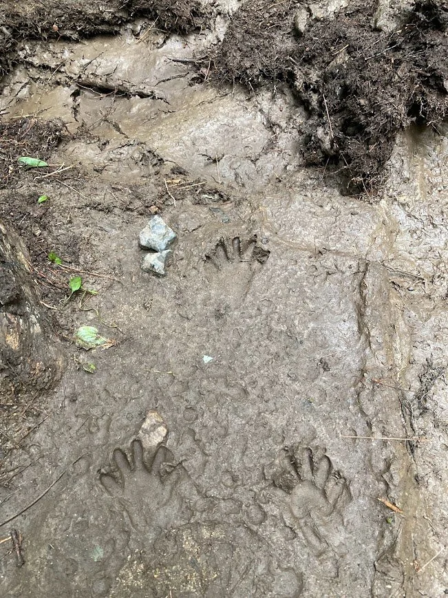 animal tracks 1.jpg