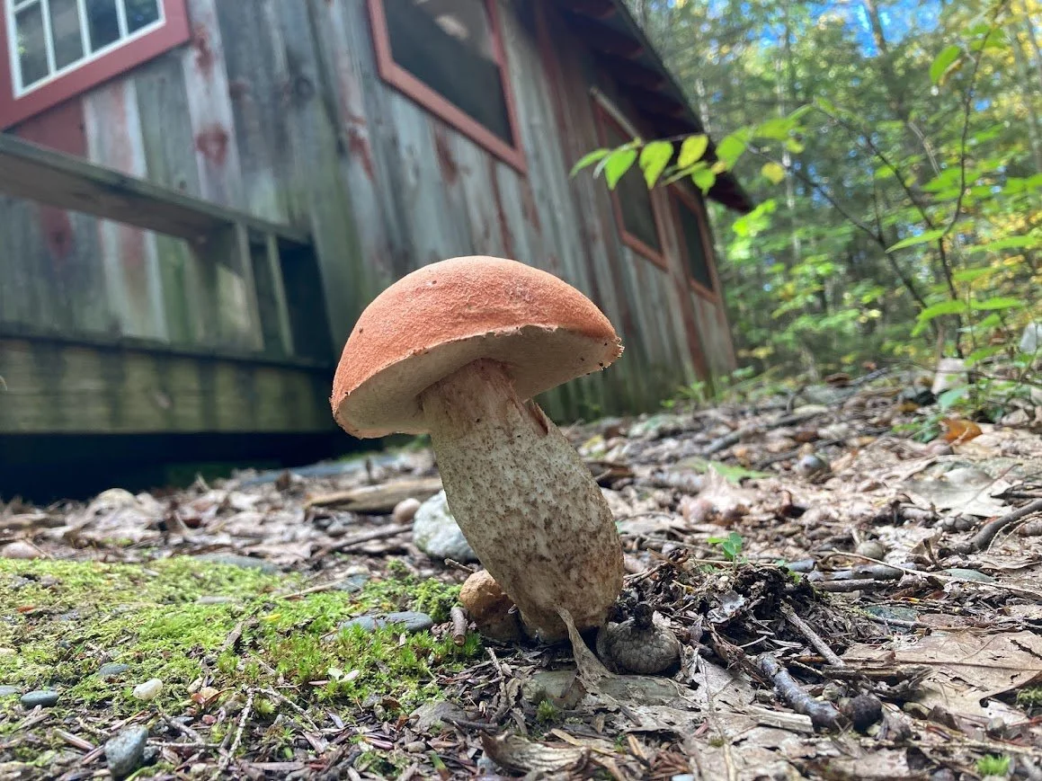 Cabin from mushrooms view.jpg