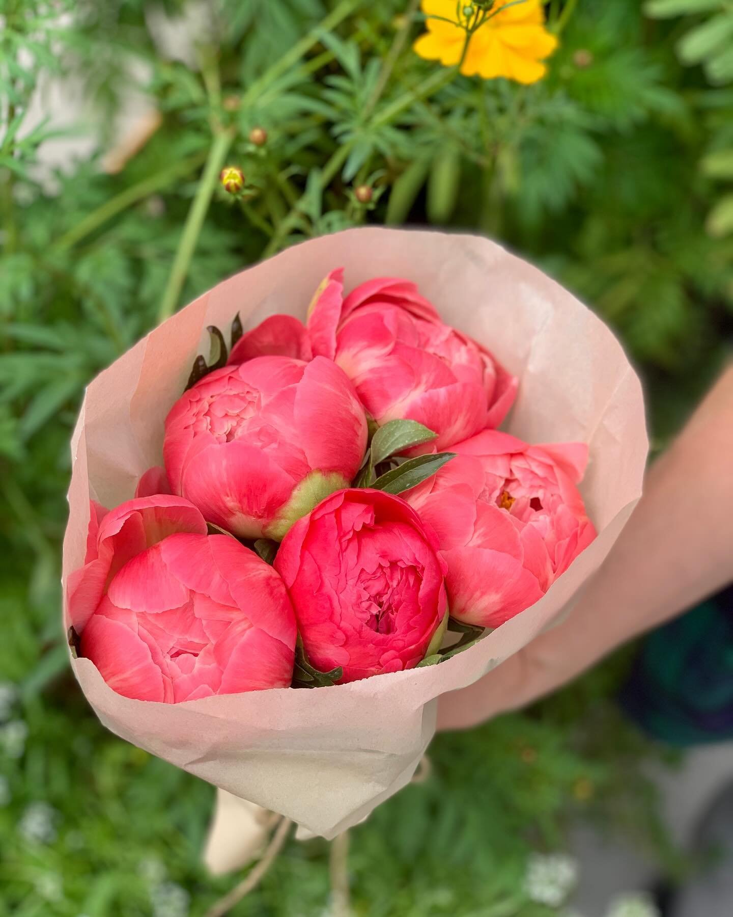 Gorgeous bunches of peonies just landed at the Swamp!