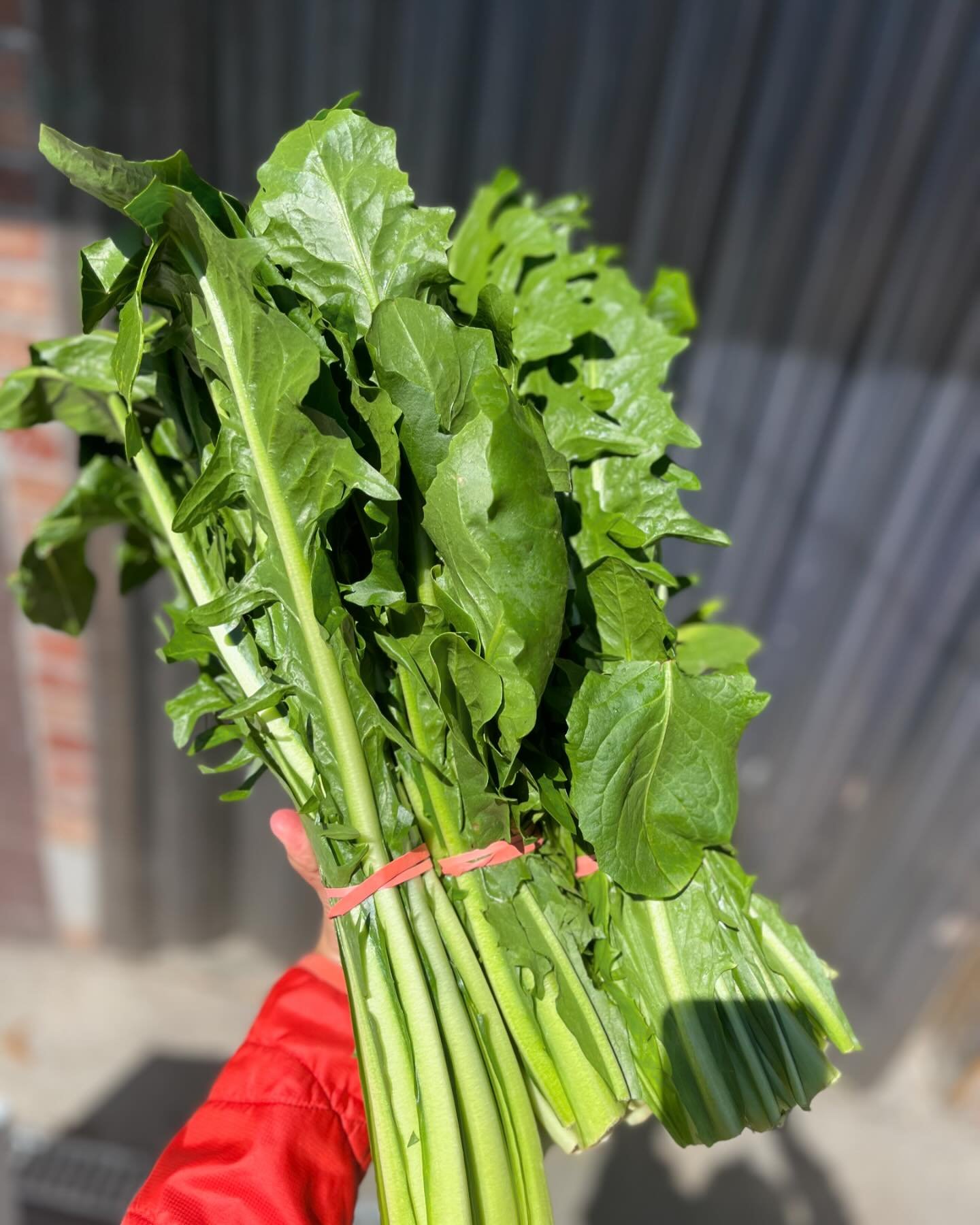 Remember - we&rsquo;re open til 8 today, which means you can grab the most exciting foods known to humans - dandelion greens! Eat them raw, eat them saut&eacute;ed, but just eat these leaves from @jbo_ranch because they&rsquo;re good for digestion, a