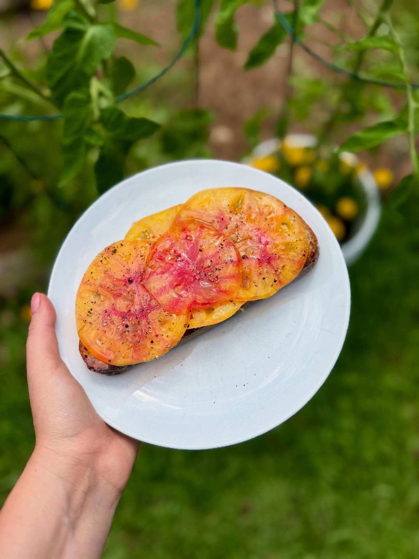 Local heirloom tomatoes. Edible art. Put them on a fat slice of @risebakerysc sourdough.