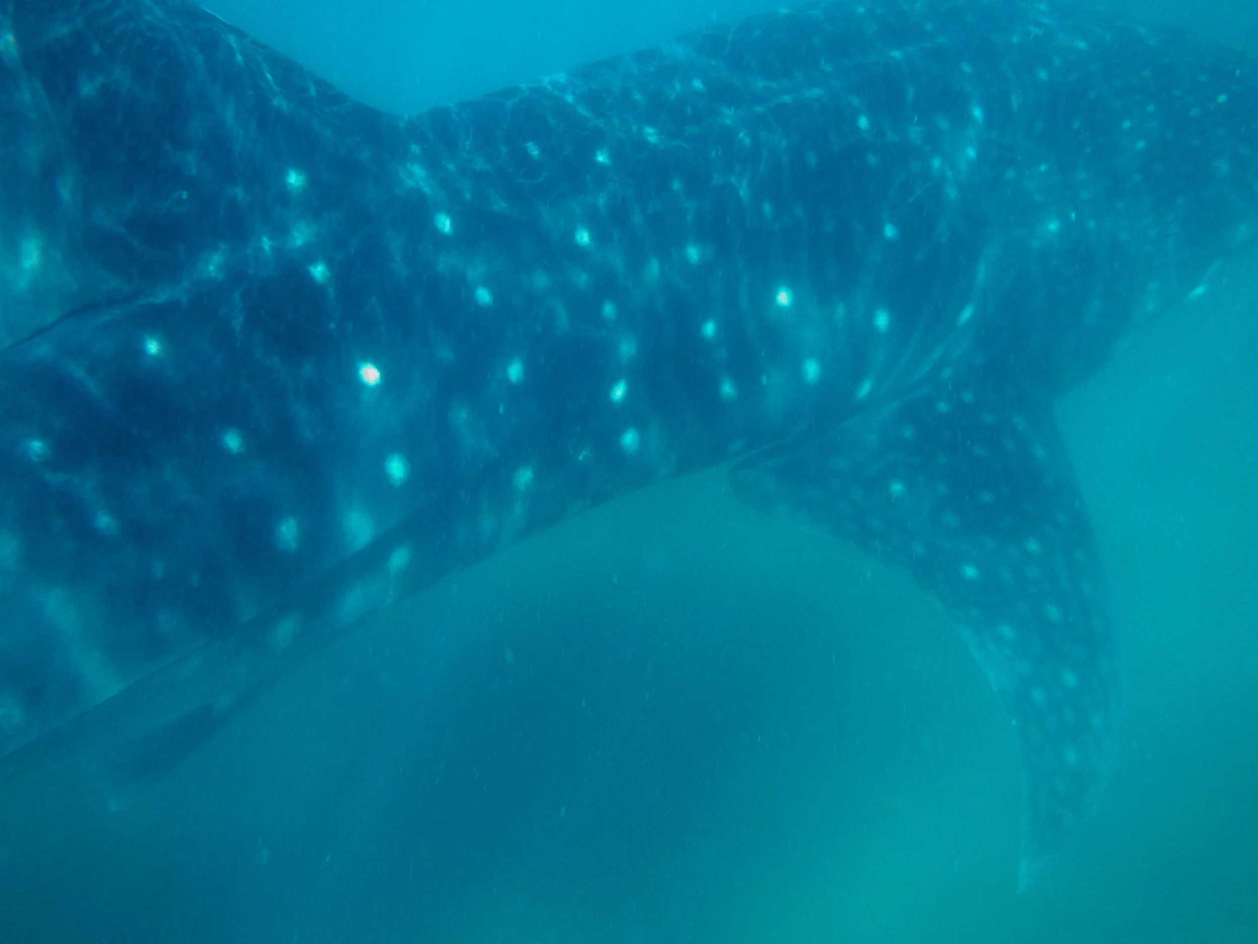Whale Shark near La Paz