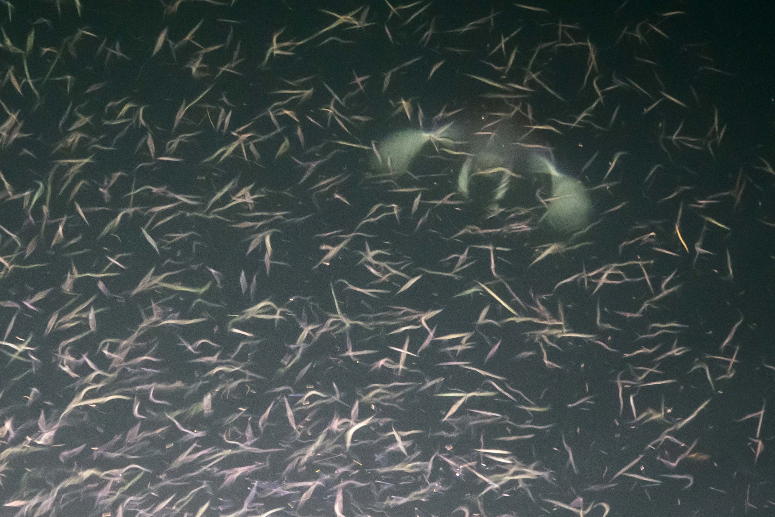 Mobula (Devil Ray) feeding on fish attracted by light