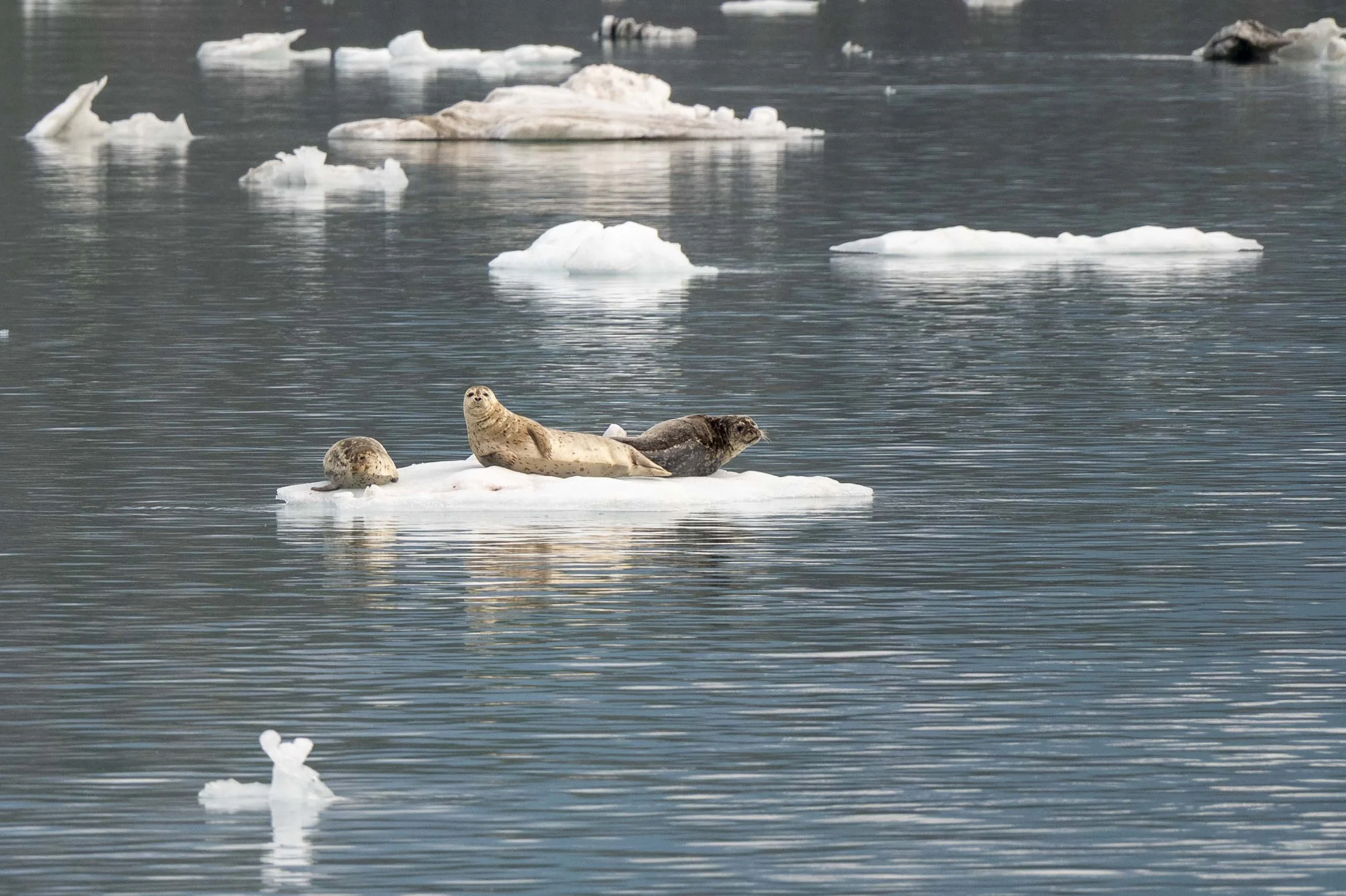 Glacier Bay 2026