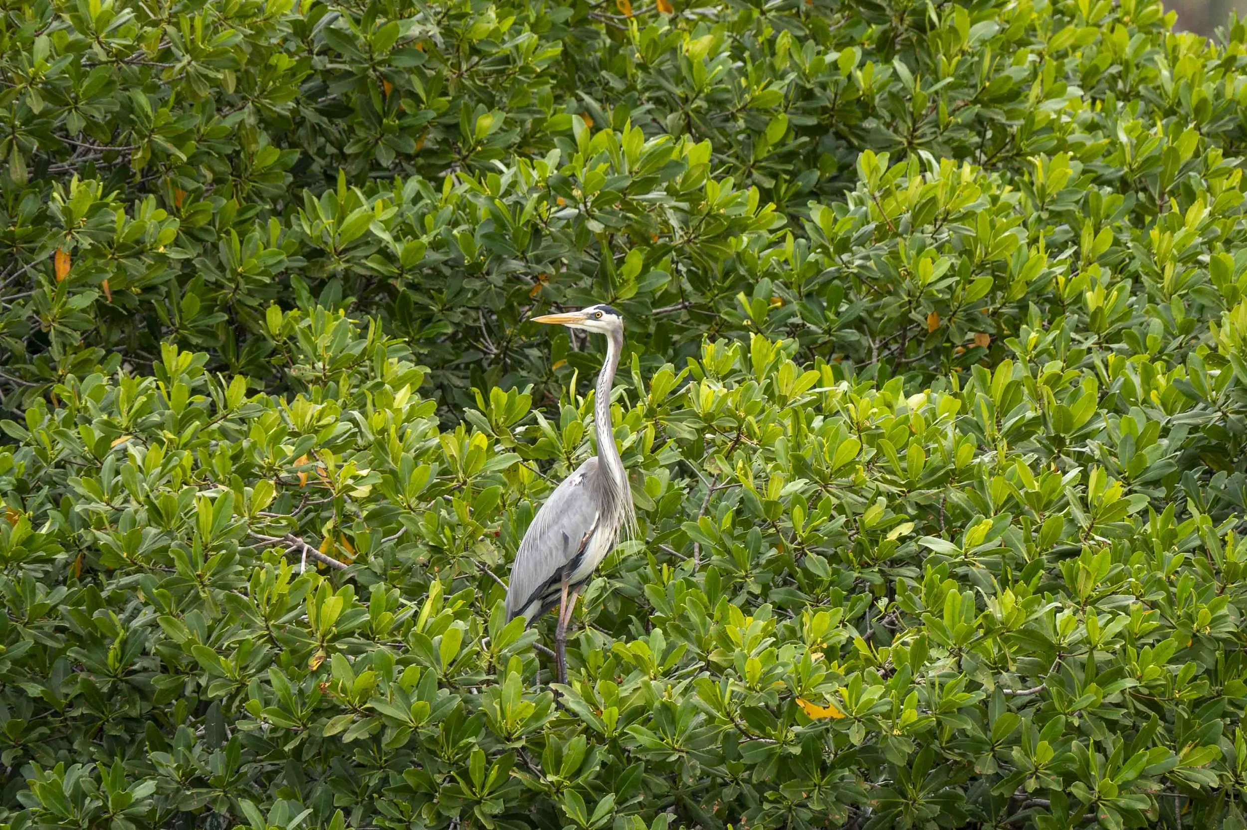 Great Blue Heron