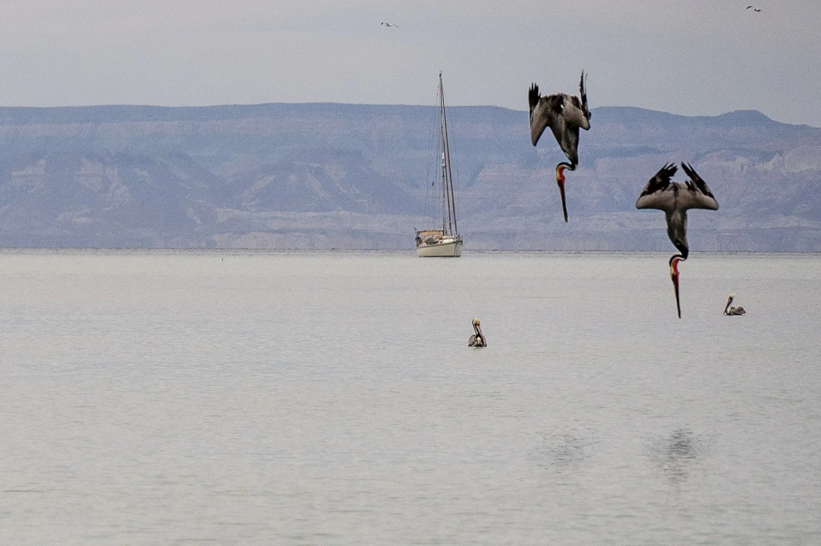 Brown Pelicans diving for fish