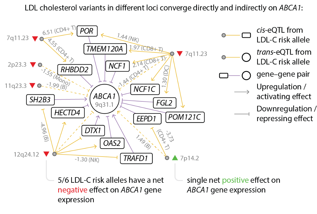 Gene regulatory network reconstruction
