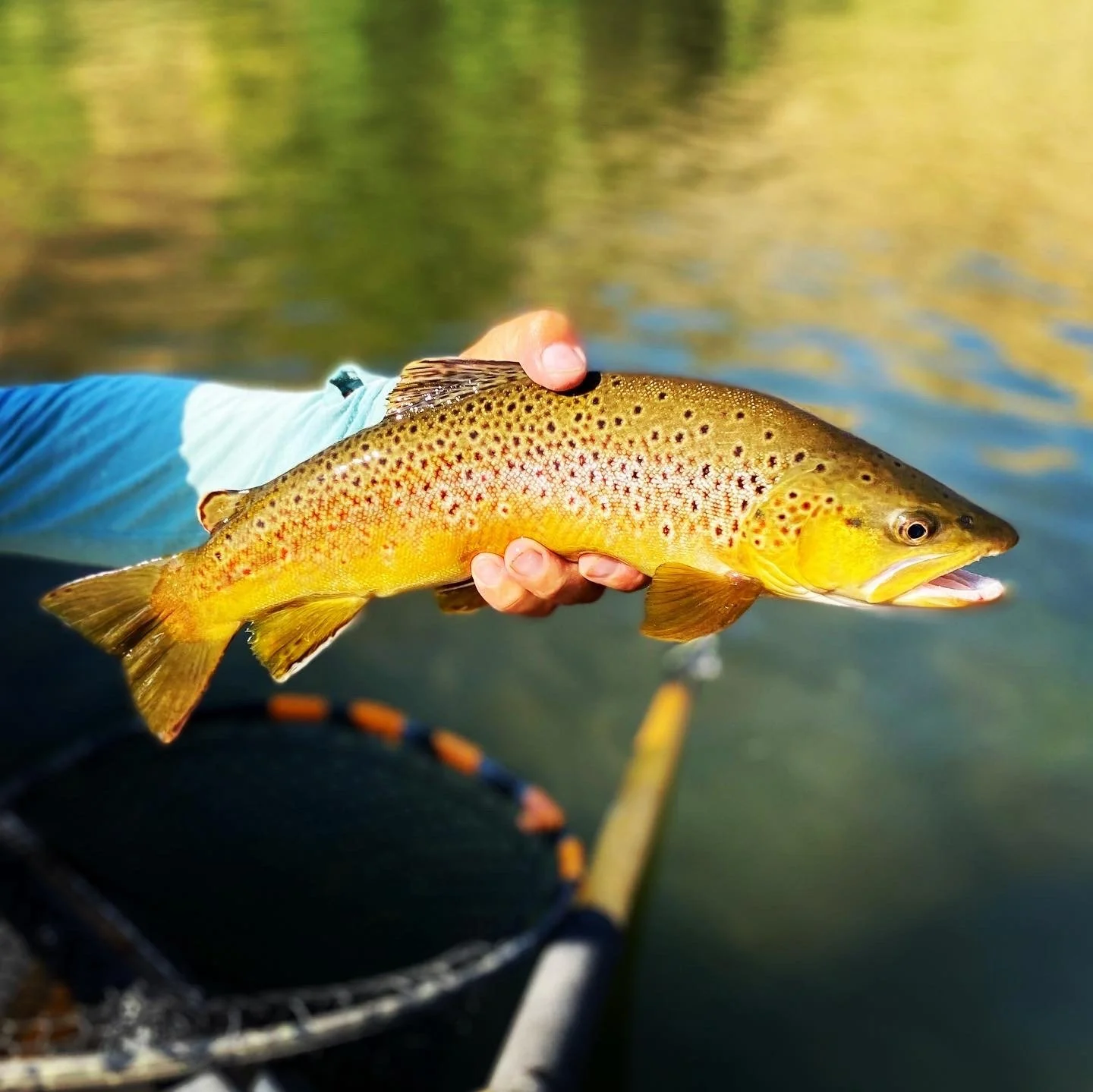 Fall's right around the corner and the browns are going to be getting aggressive. Streamer season on the Gunnison and Colorado is one of my favorite stretches of the year &mdash; big flies, big eats, big fish!

I spend most of the fall cooking at Dar