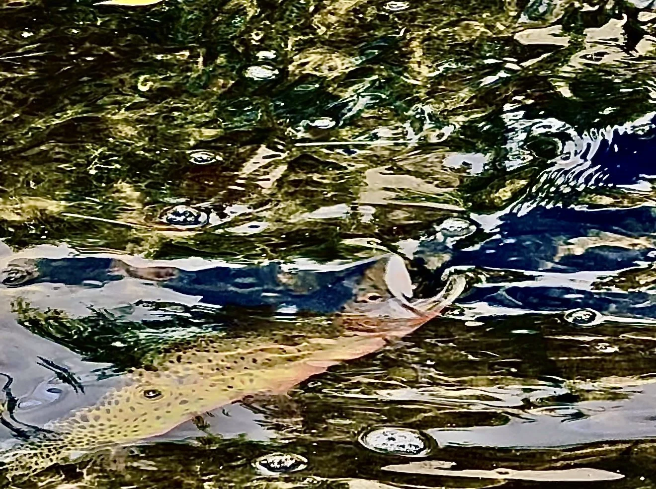 cutthroat trout western colorado fly fishing fishing Colorado rainbow trout brook trout arctic grayling