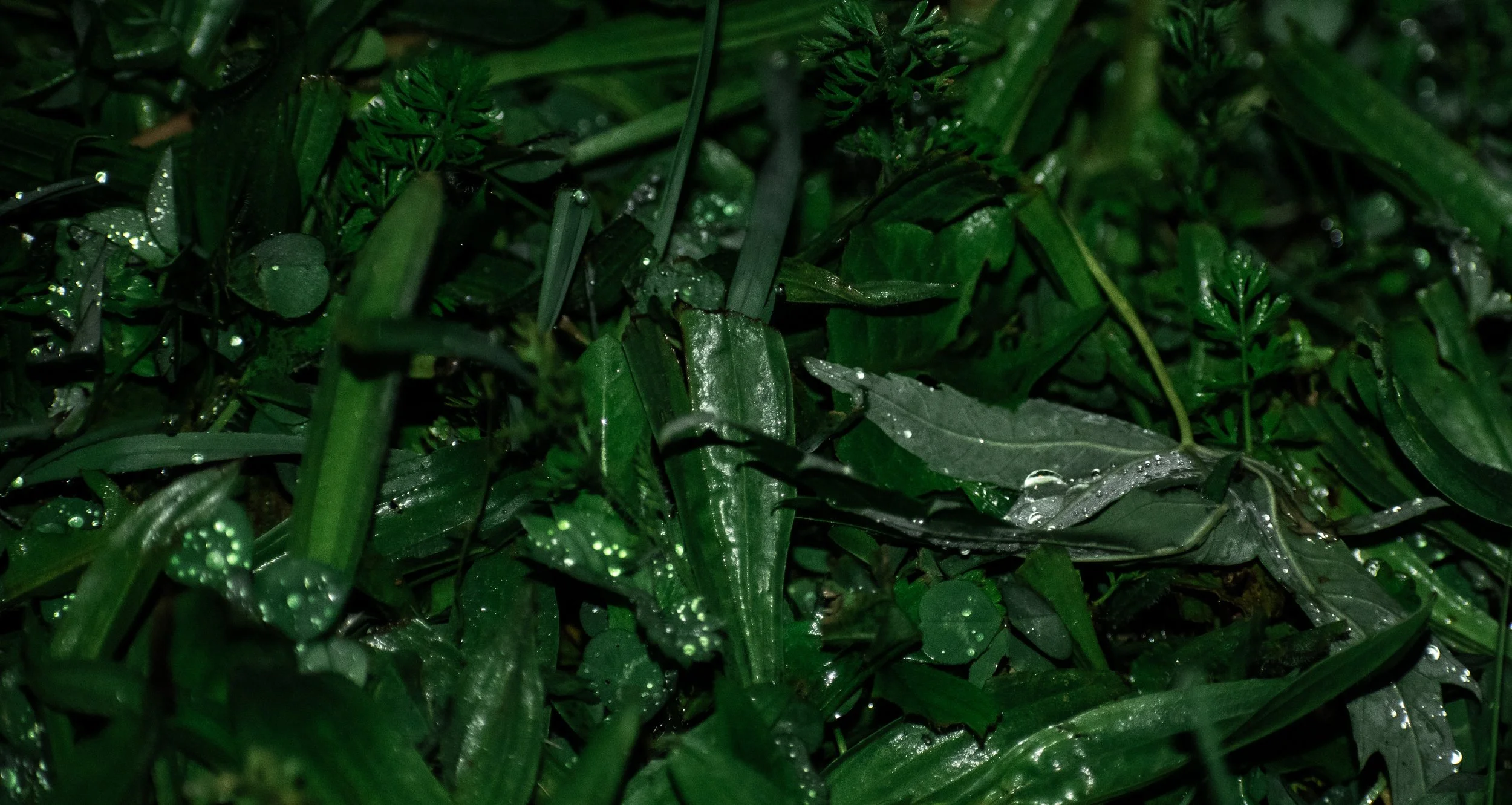 _DSC0832.jpeg