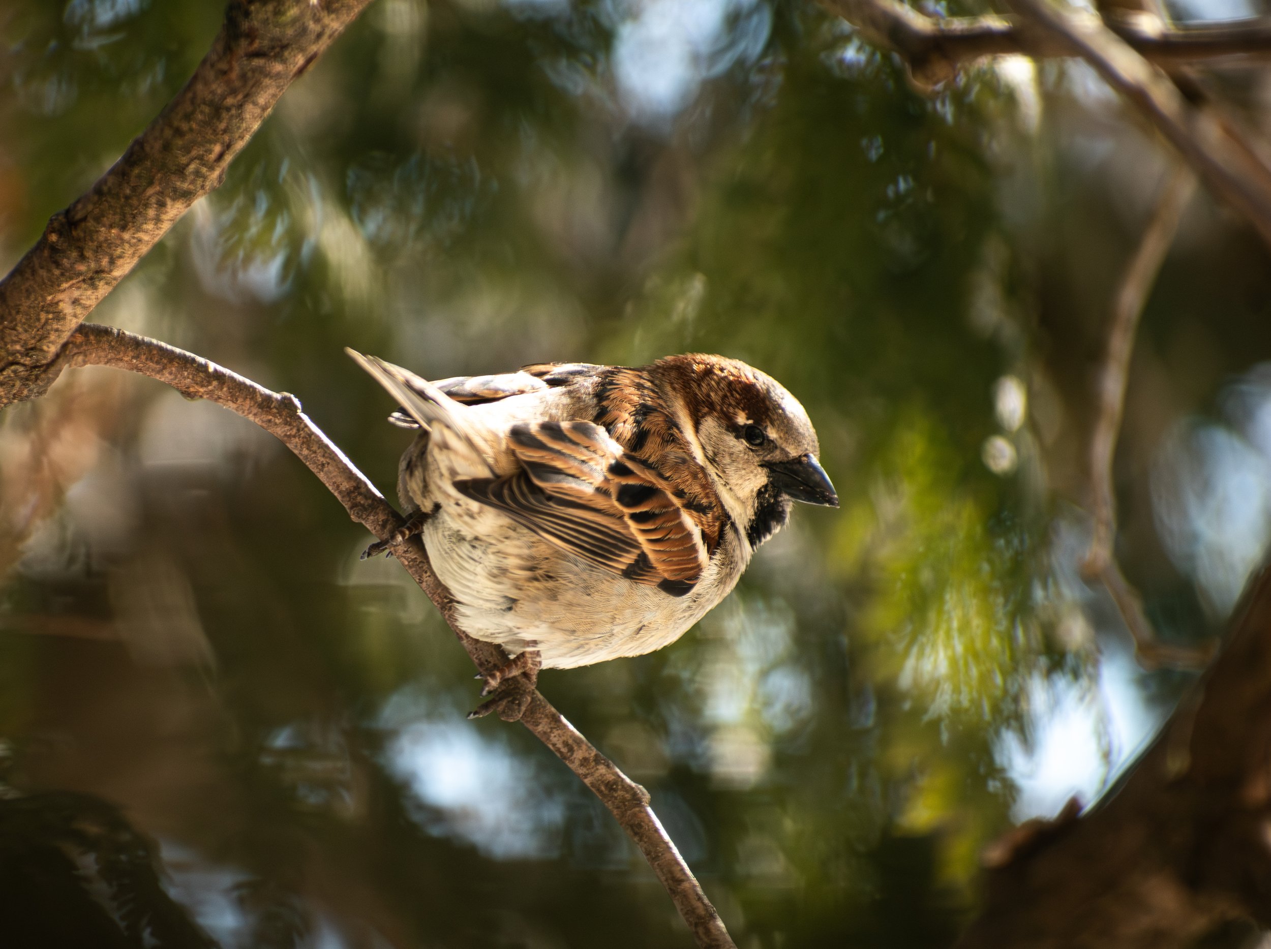 A bird perched on a tree branch with a blurred green and brown background.