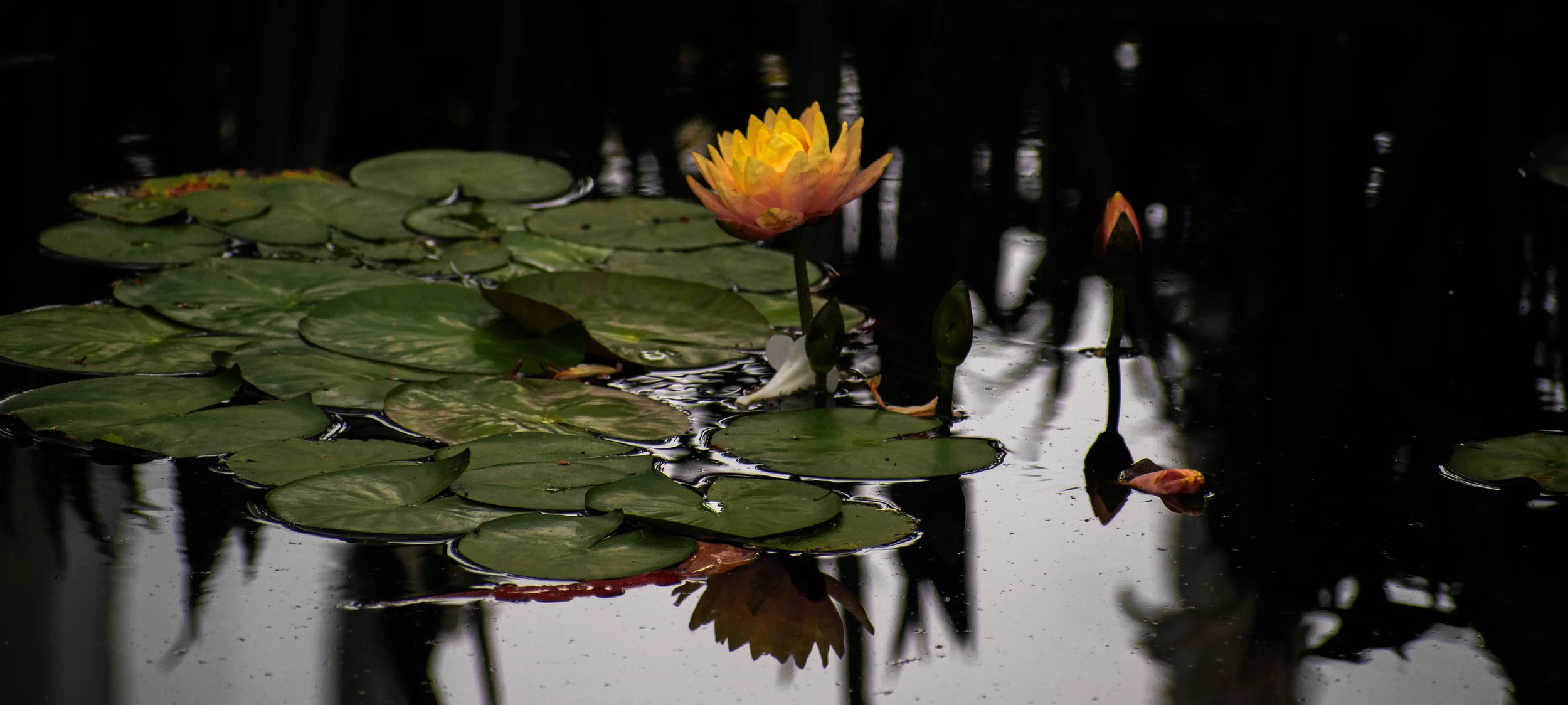 _DSC0380.jpeg