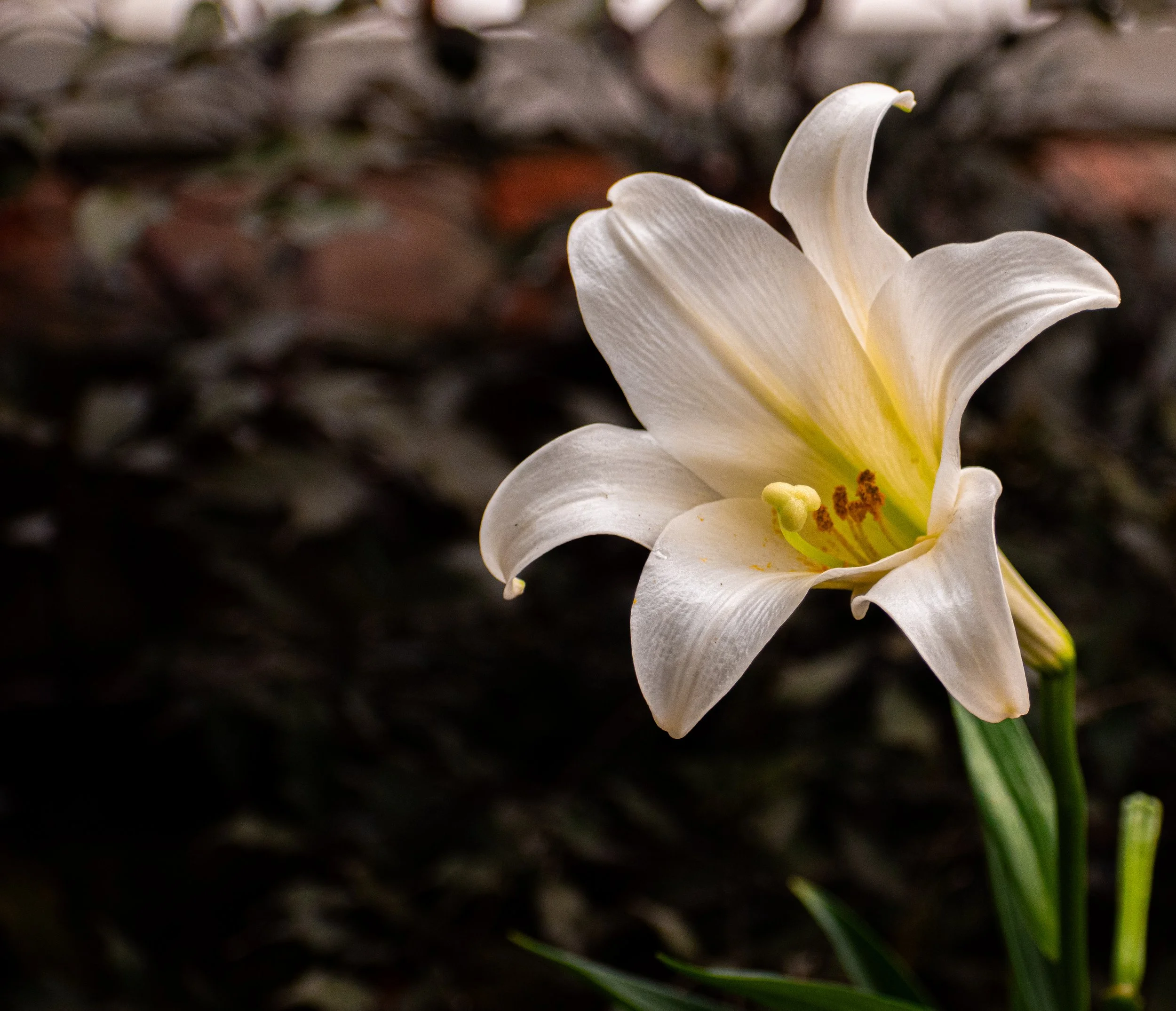 _DSC0456.jpeg