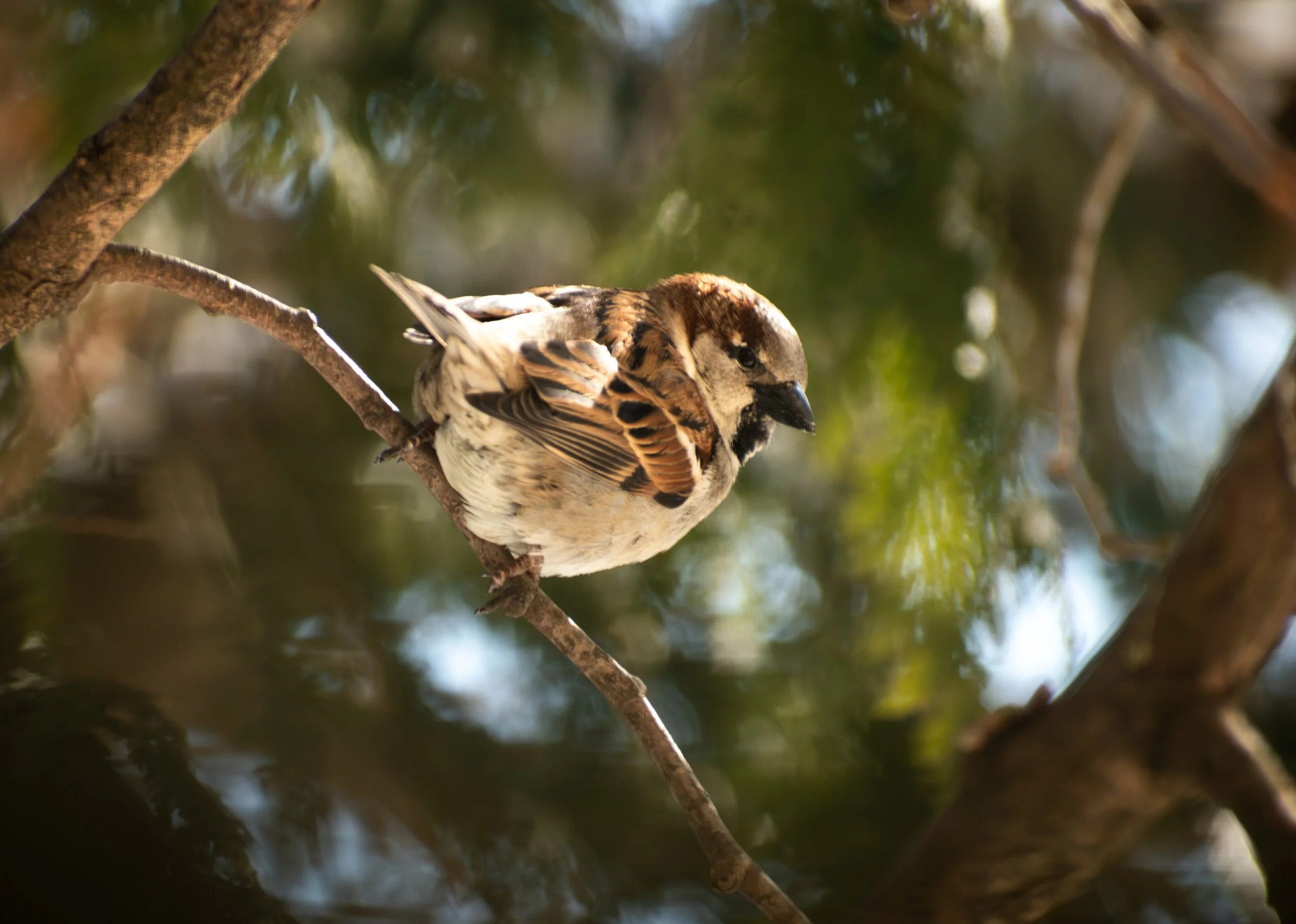A small bird with brown, white, and black feathers perched on a tree branch, surrounded by blurred green leaves.