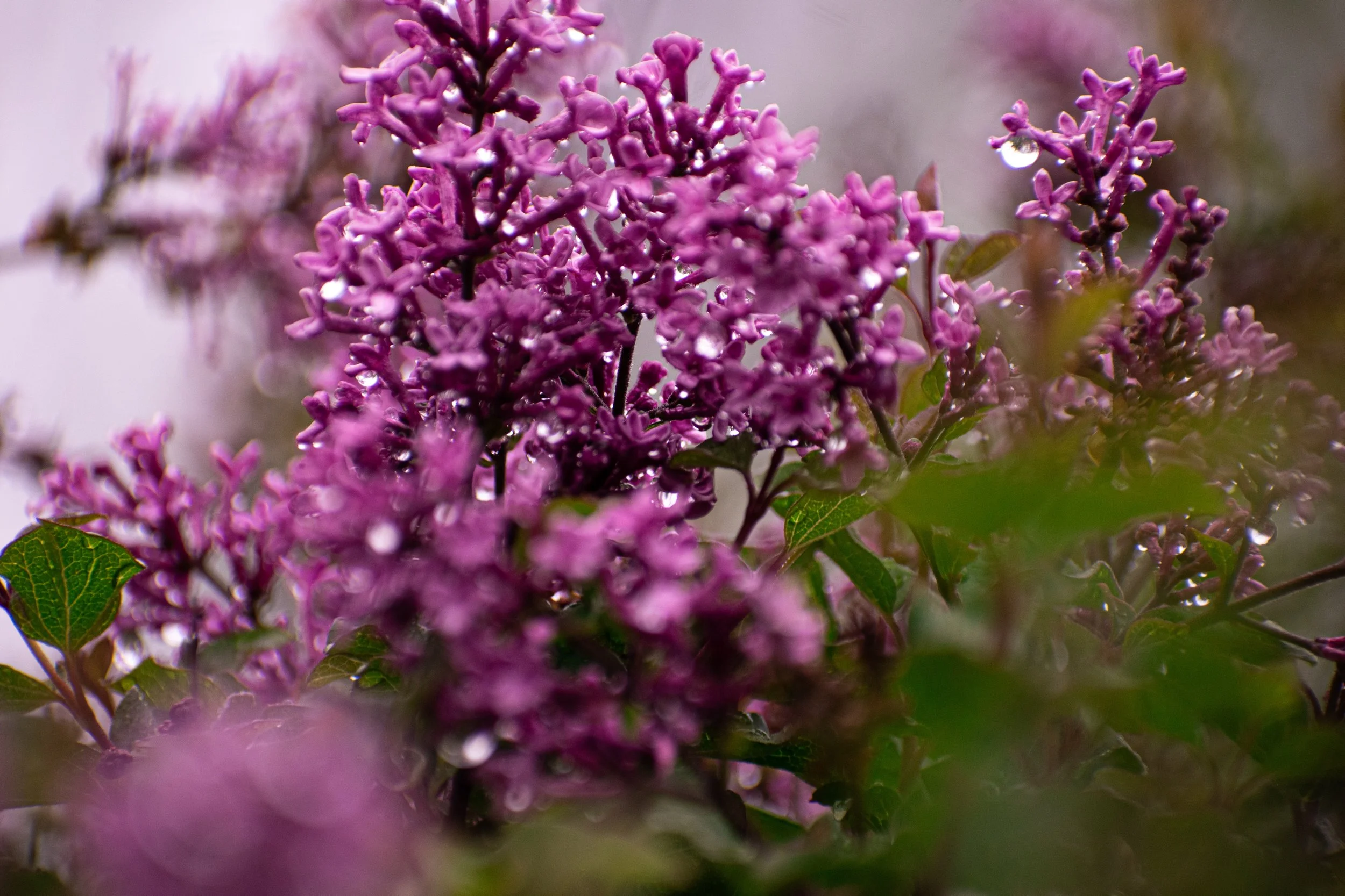 _DSC0604.jpeg