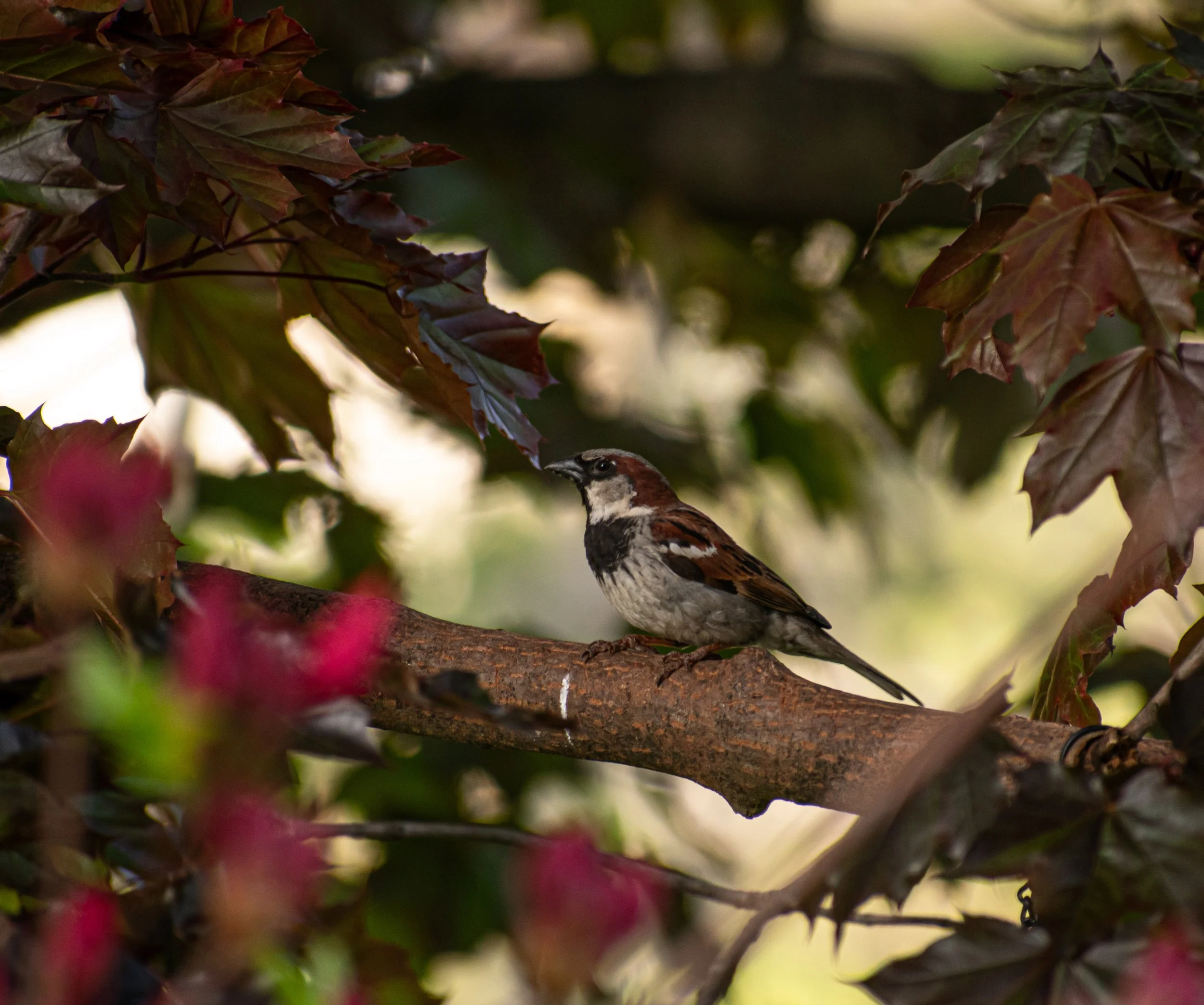 _DSC1223.jpeg