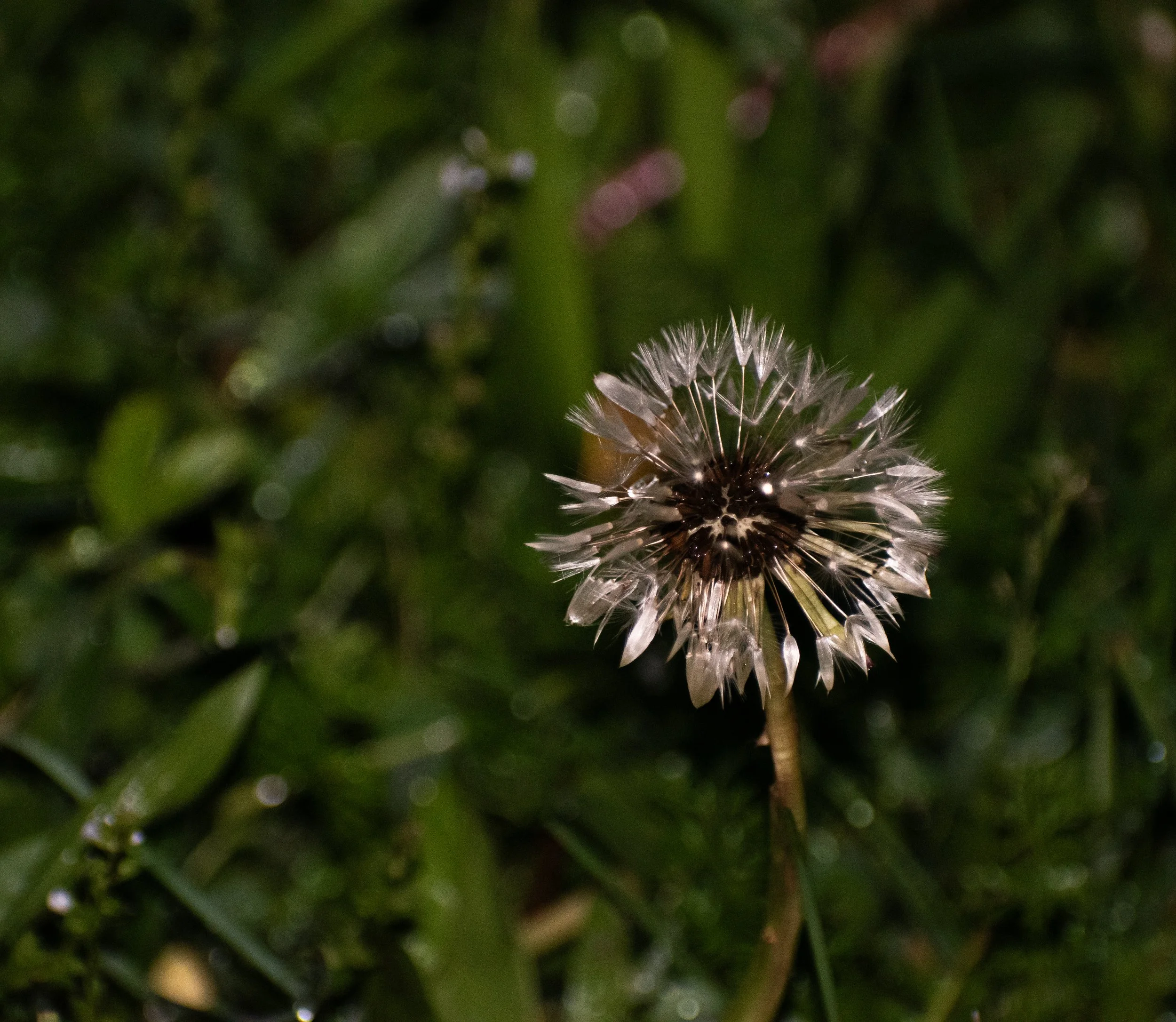 _DSC0828.jpeg