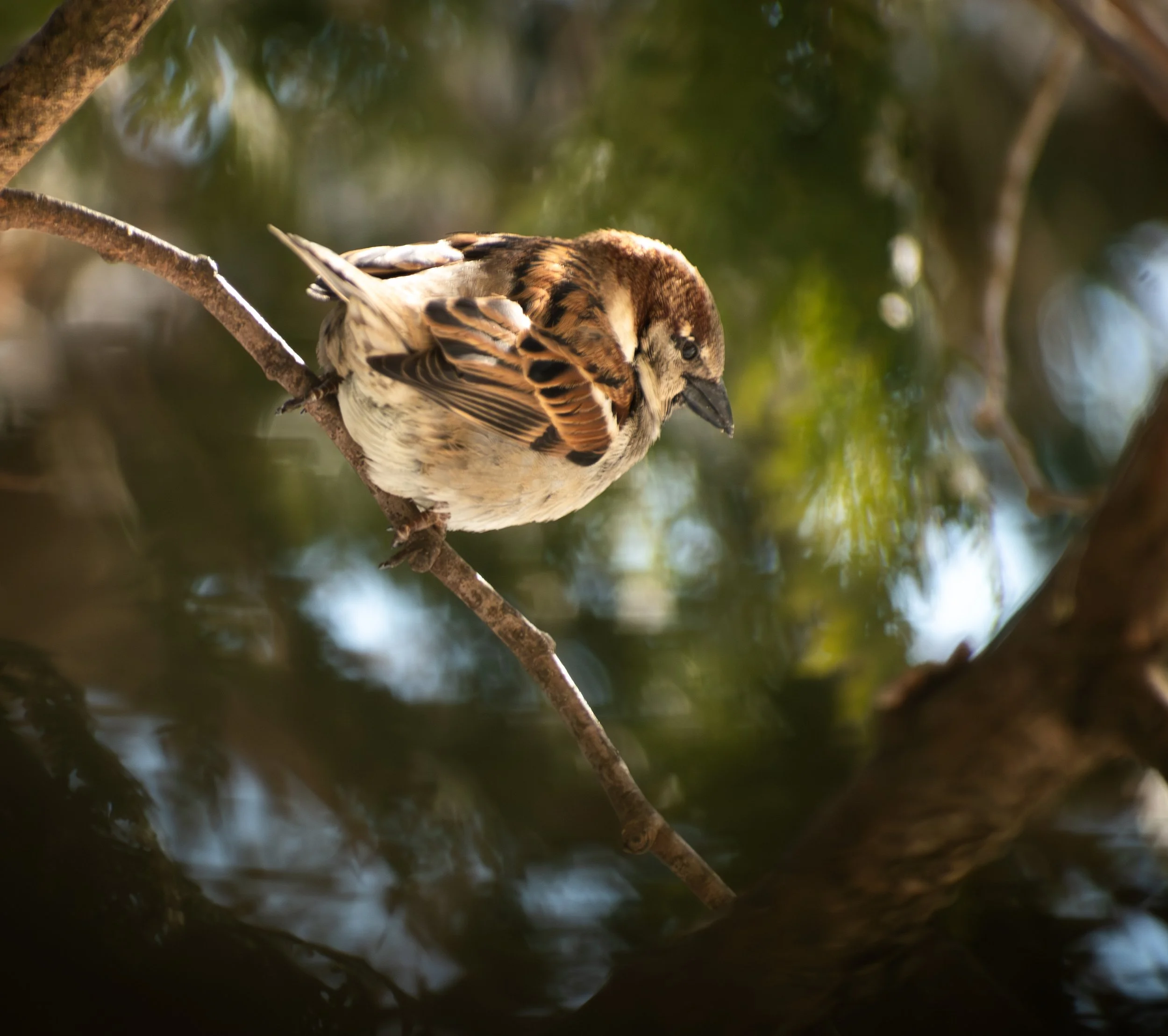A small bird with brown, black, and white feathers perched on a thin branch, looking downward in a natural forest setting.
