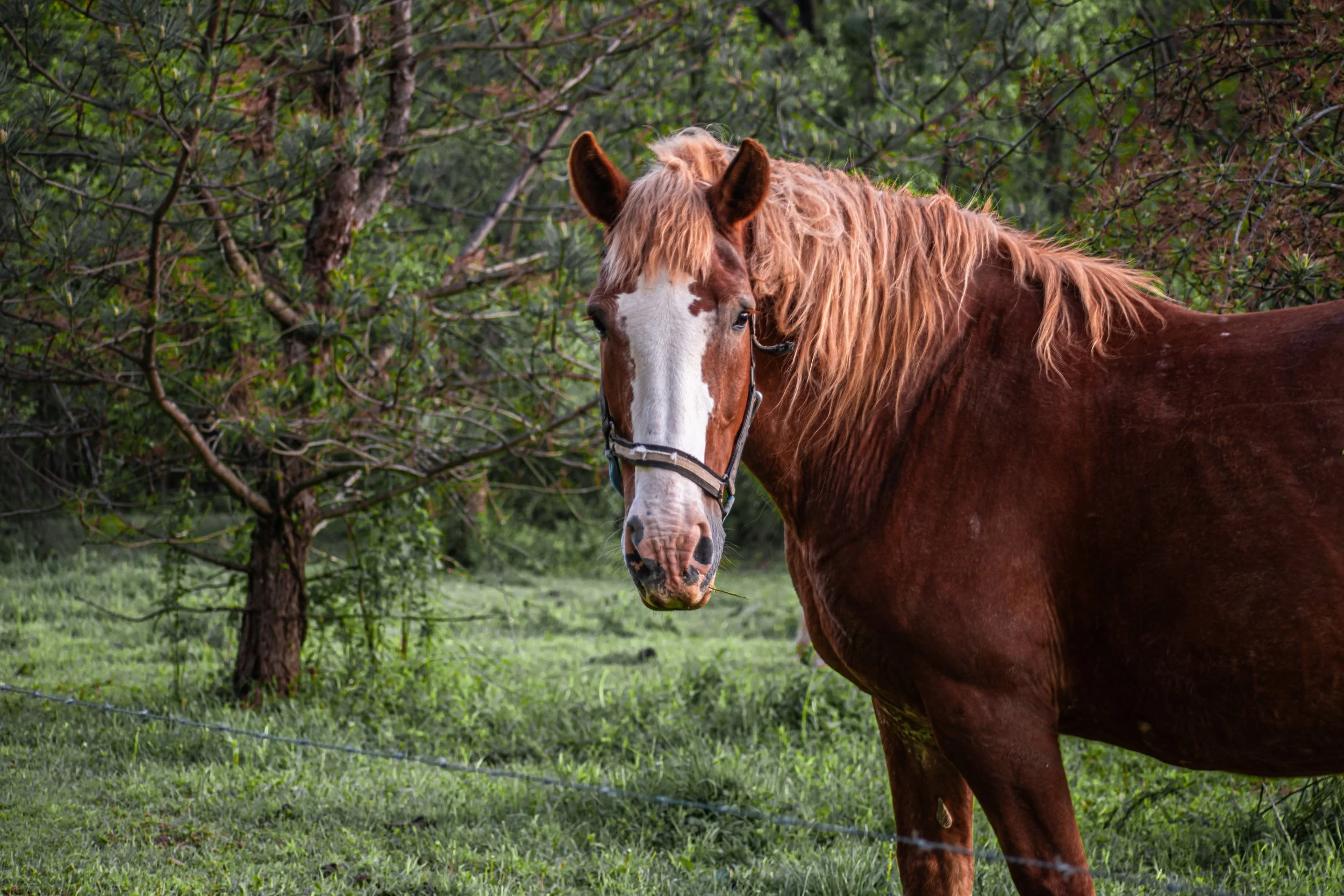 _DSC1292.jpeg