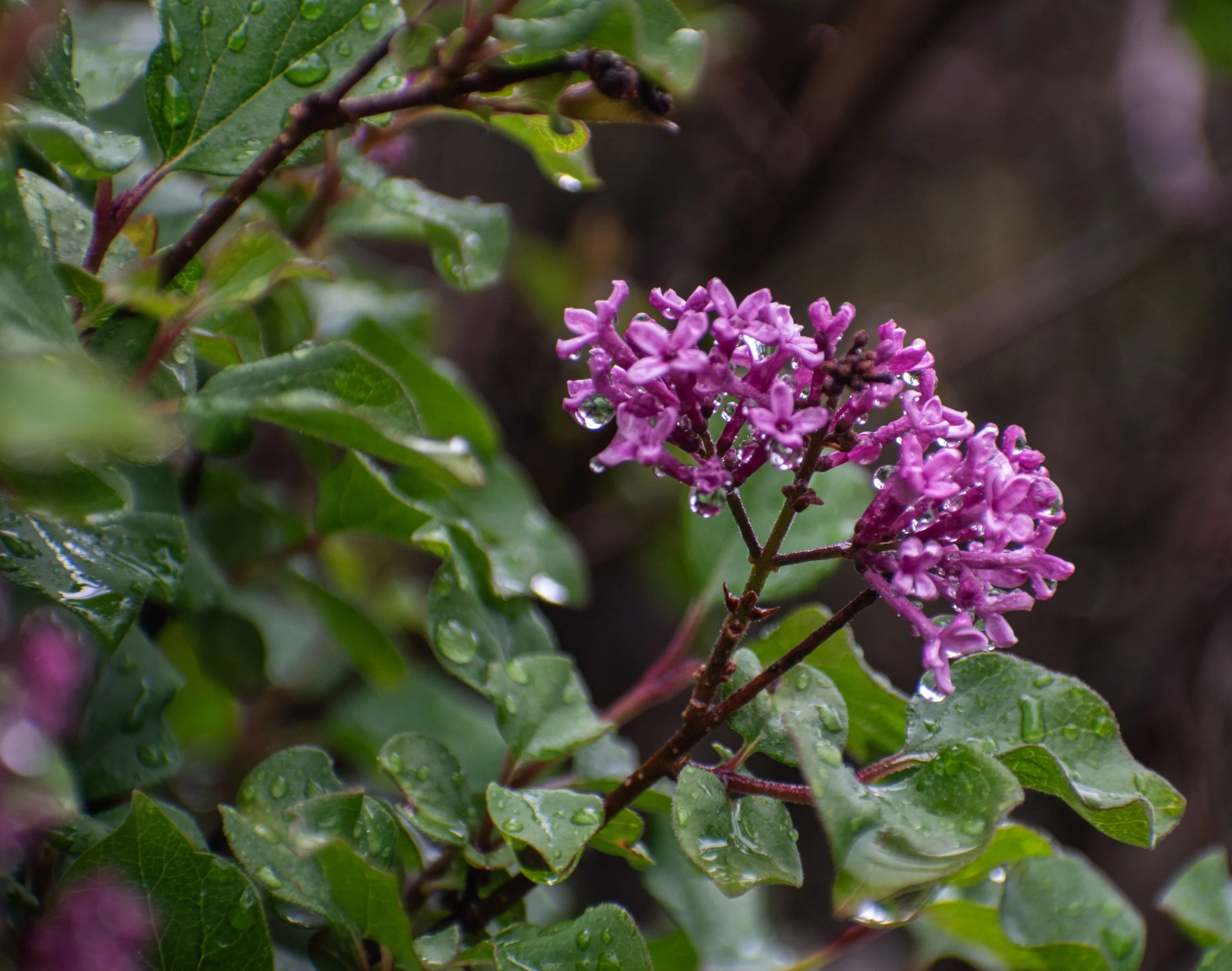 _DSC0601.jpeg