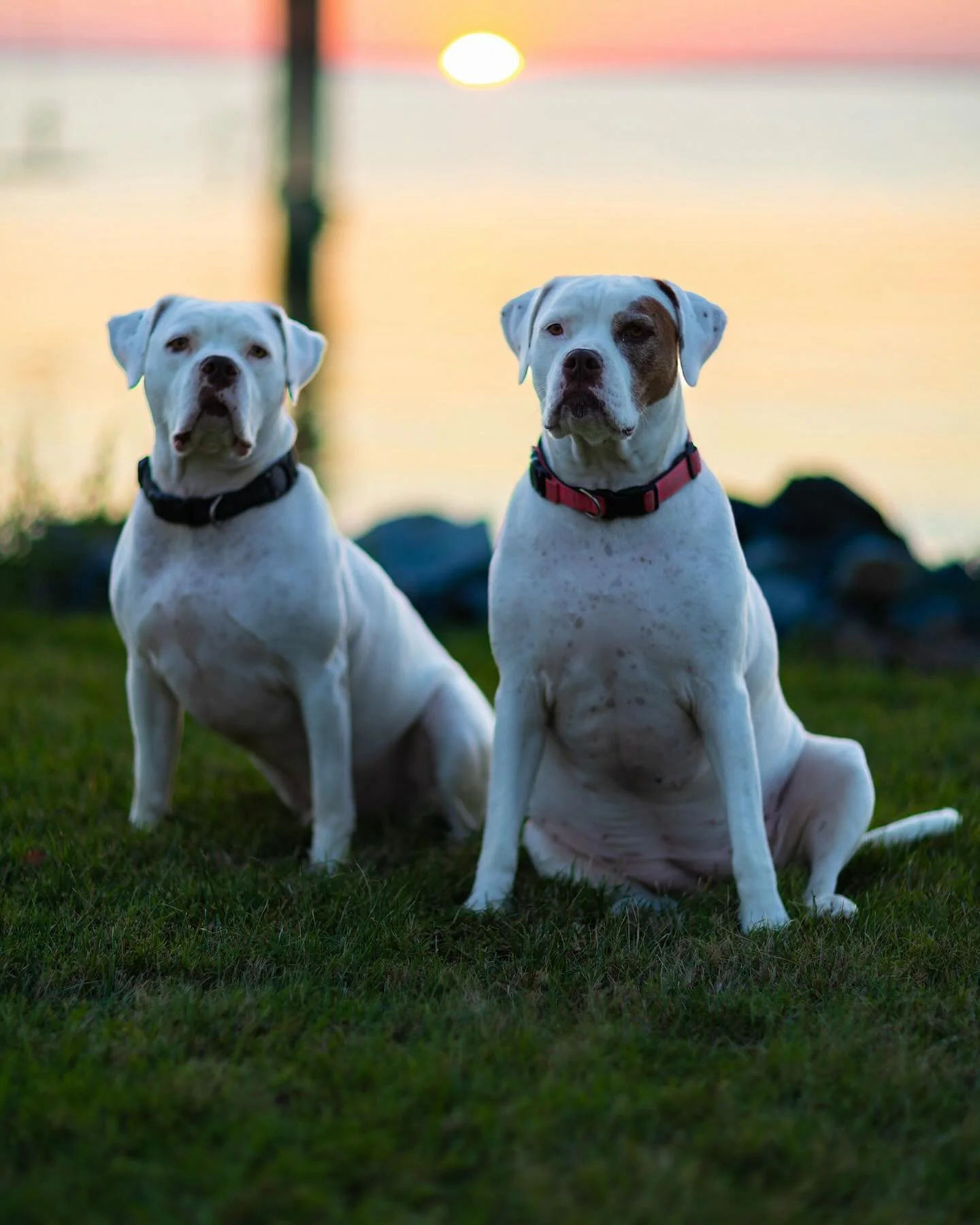Ladies and gentlemen, Miss Ella Fitzgerald and her brother Ziggy, enjoying their evening sunset.