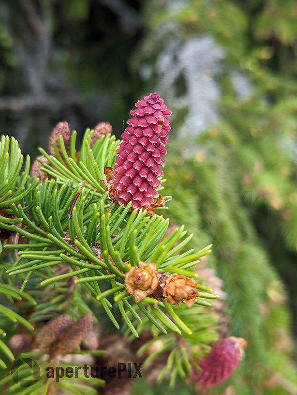 WF_EU_0015_Fir tree blossom_Carpathia_Romania.jpg