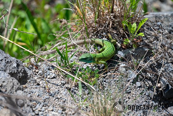 Green Lizard | Emerald Lake Racos