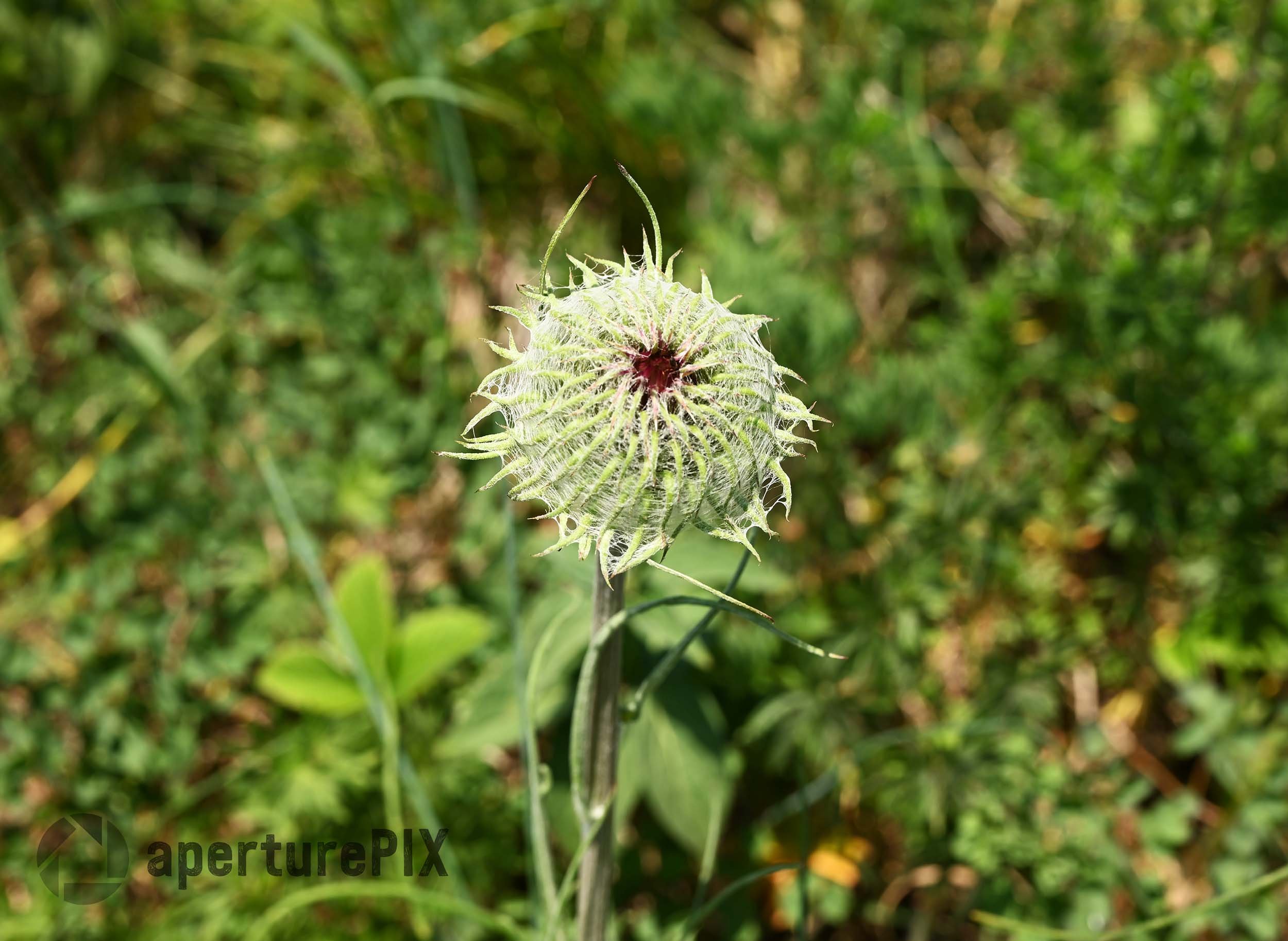 Wildflower in Brasov