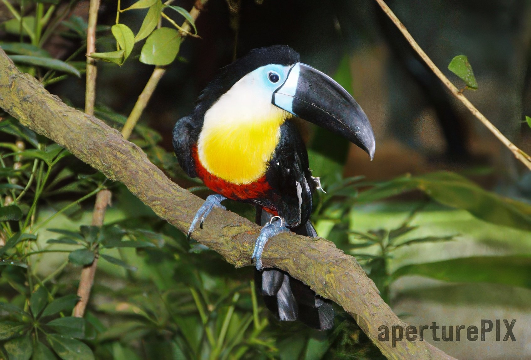 Channel Billed Toucan Singapore