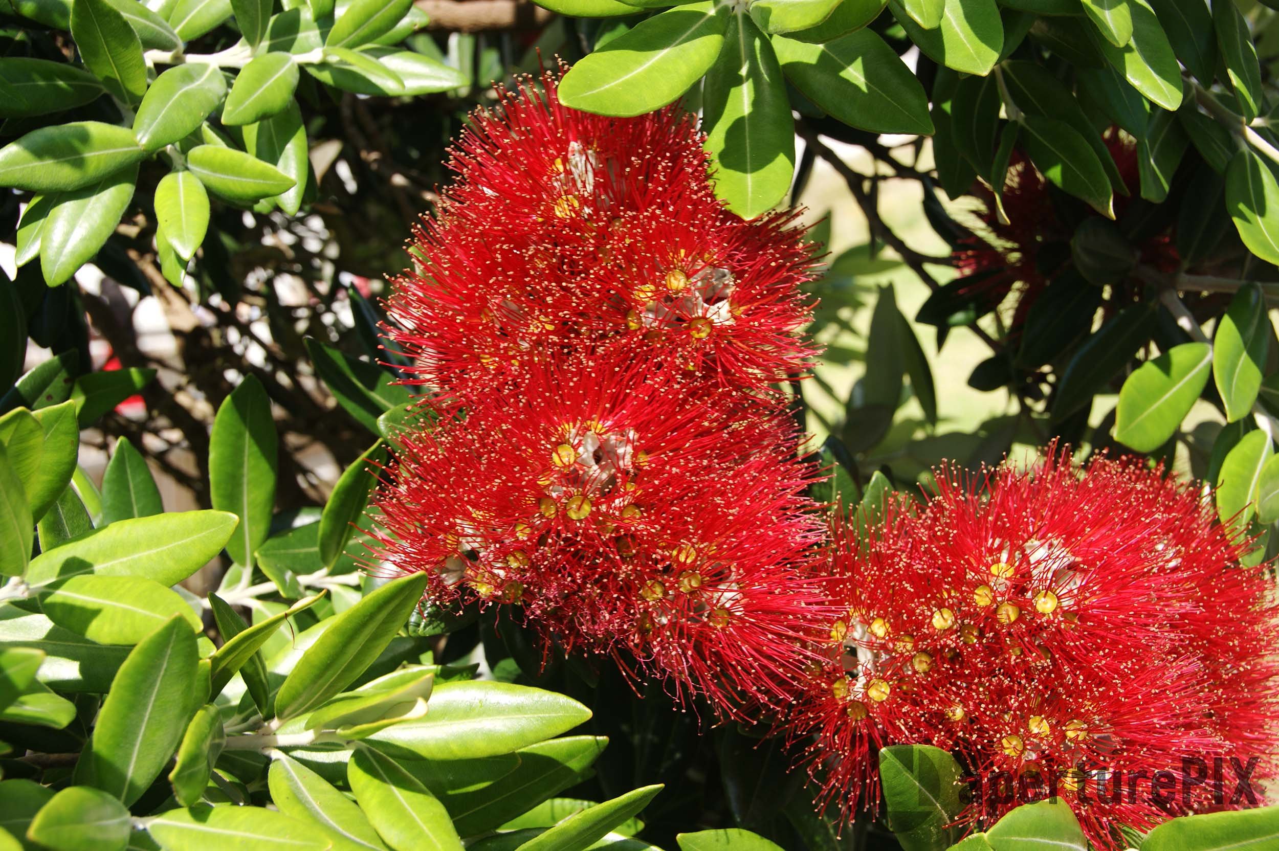 Pohutukawa Tree New Zealand