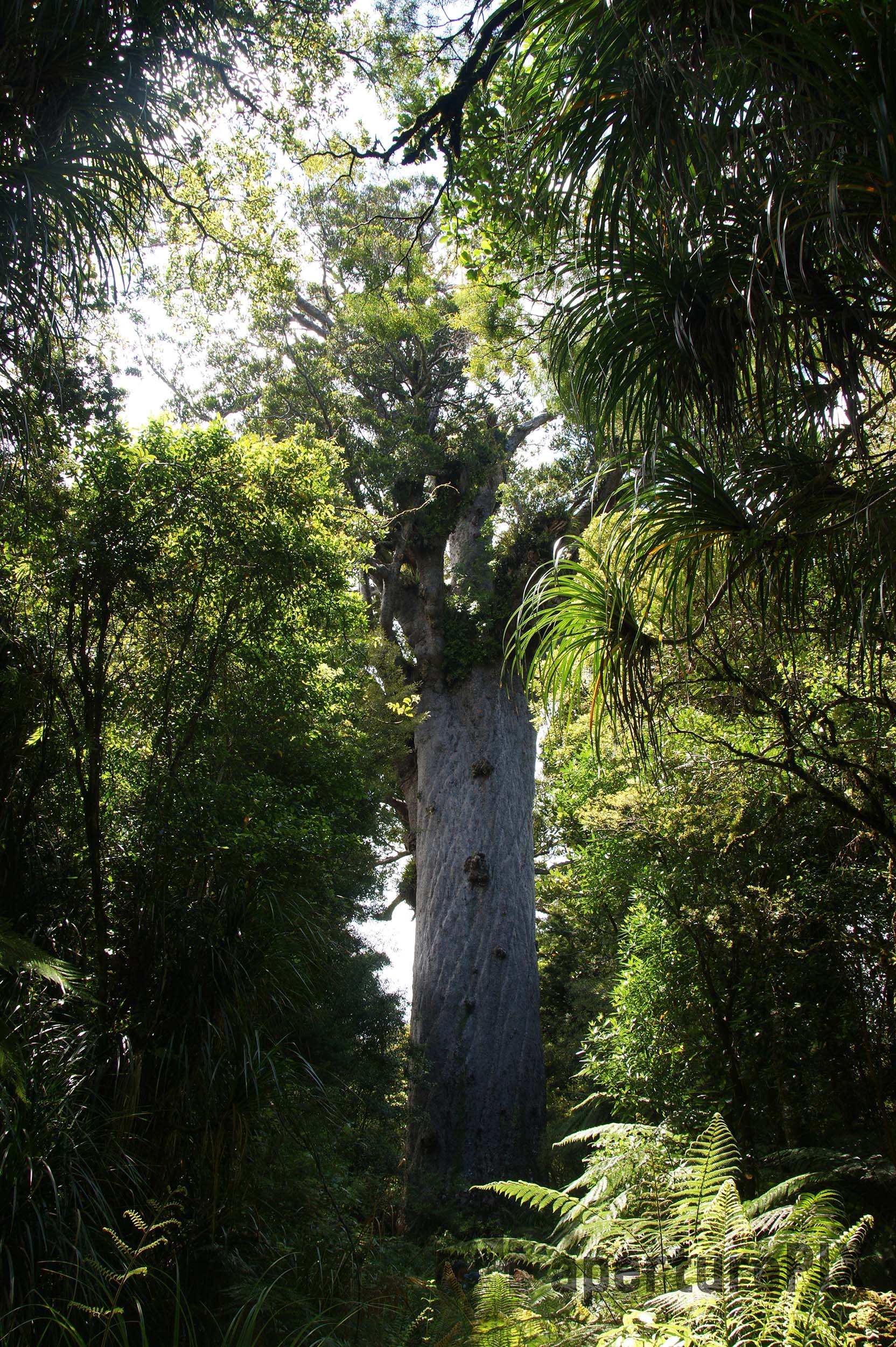 Tane Mahuta Kauri Tree