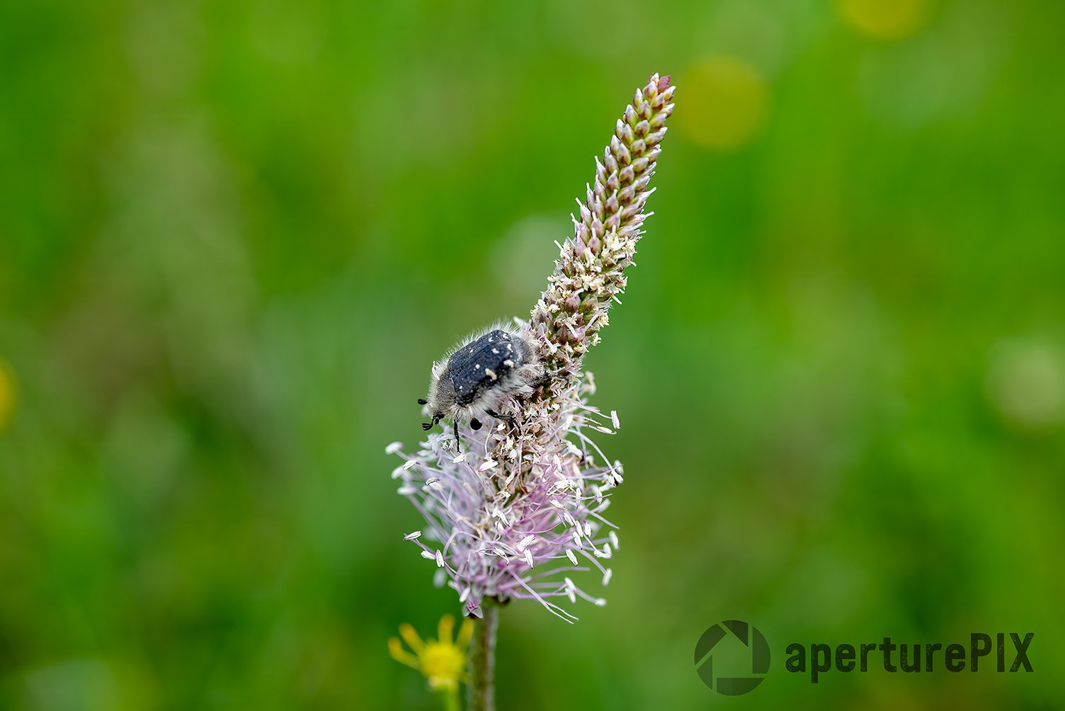 Lambs Tongue with bug Brasov