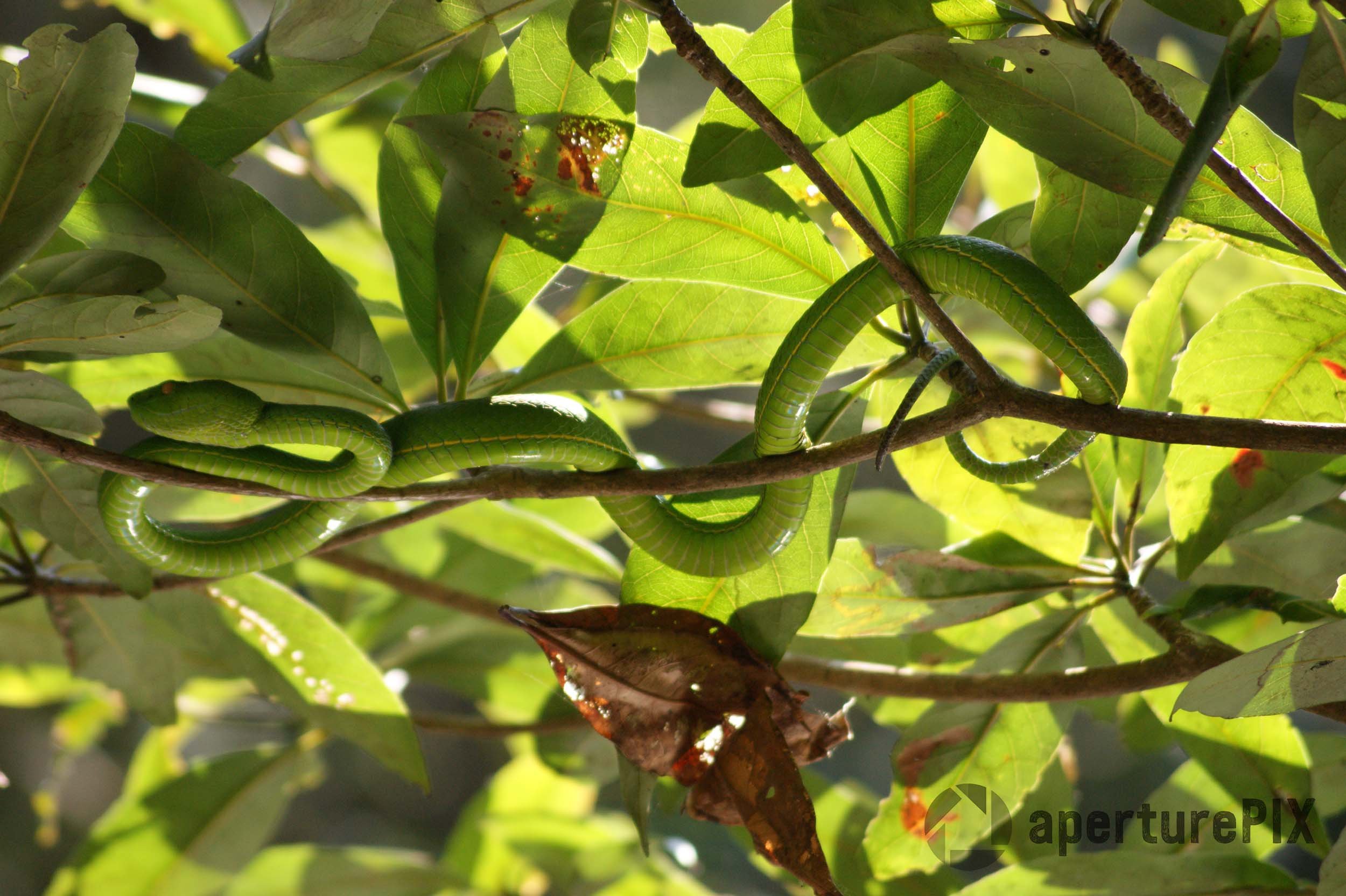 Green Pit Viper Thailand