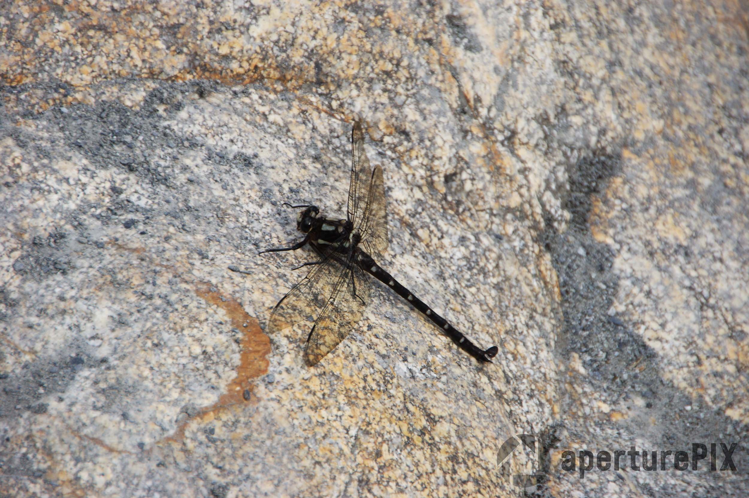 New Zealand Bush Giant Dragonfly On Rock