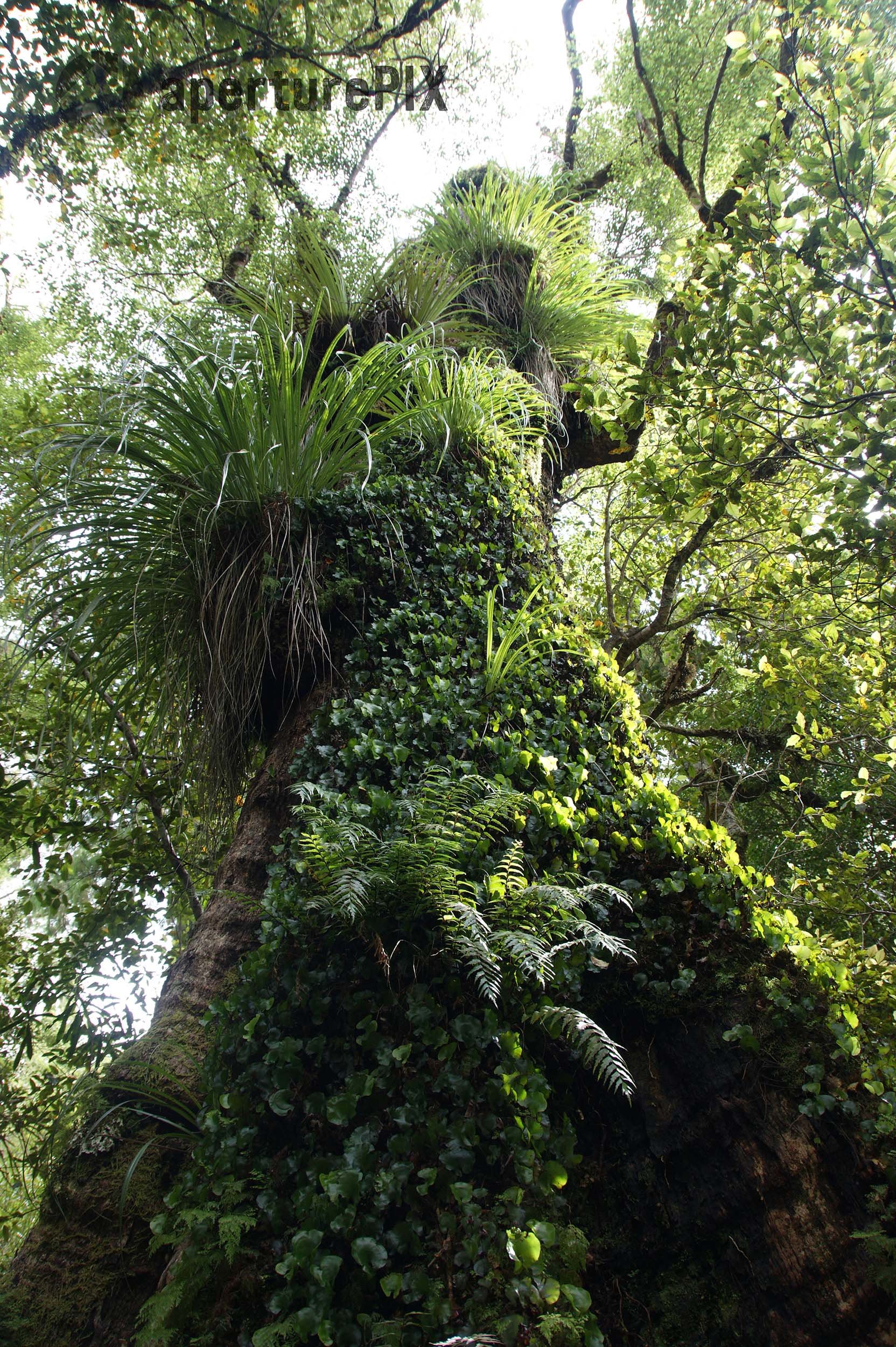 Overgrown Beech Tree New Zealand