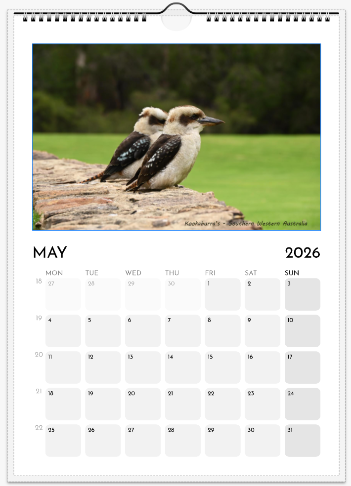 05-Kookaburras.png