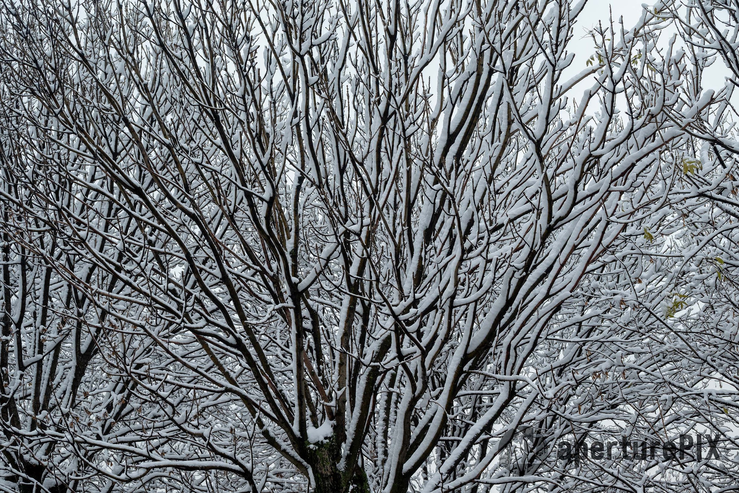 Tree covered in snow