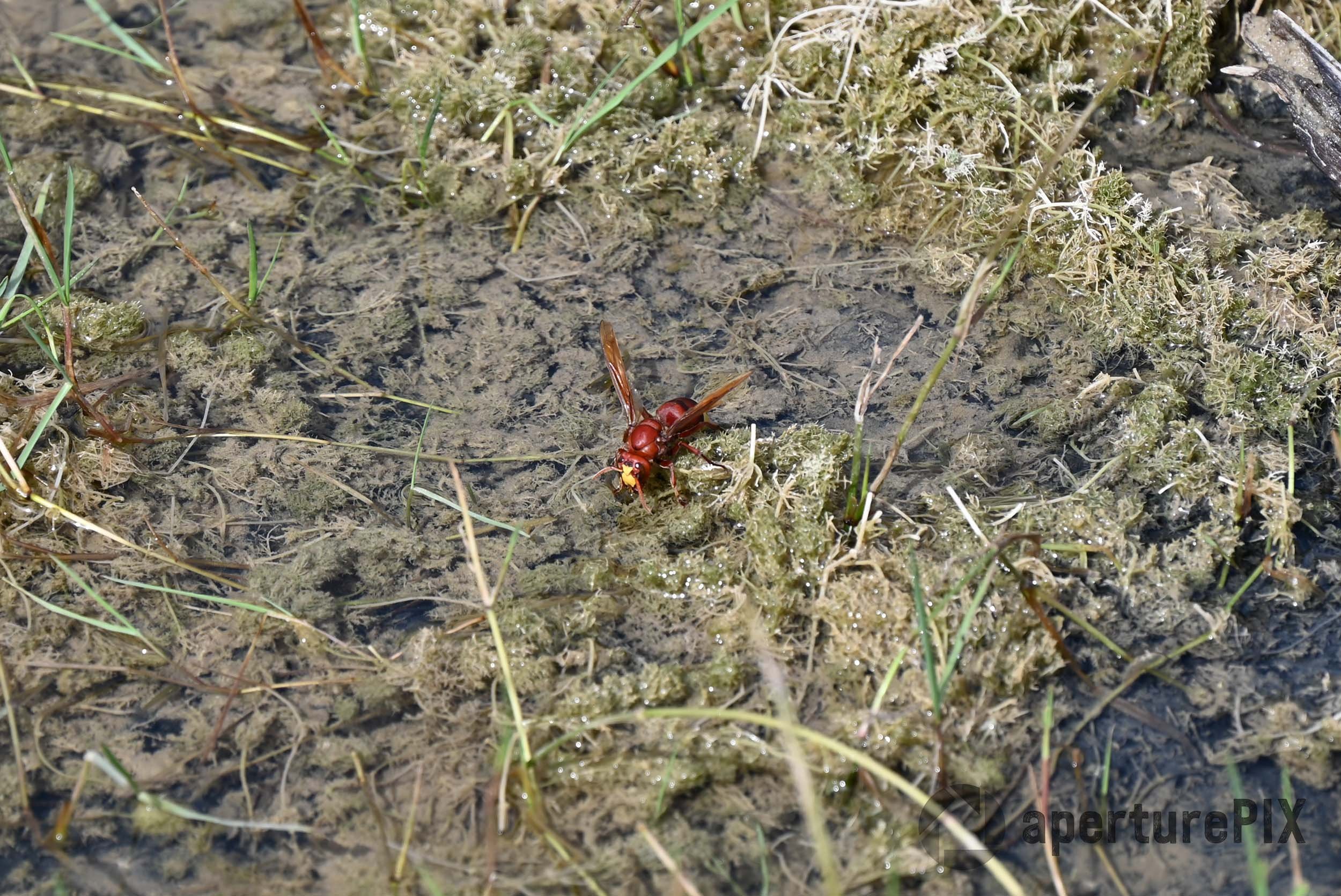 Thirsty Hornet Insect Crete