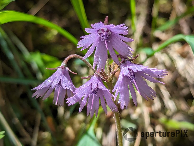 WF_EU_0013_Alpine snowbell_Carpathians_Romania.jpg