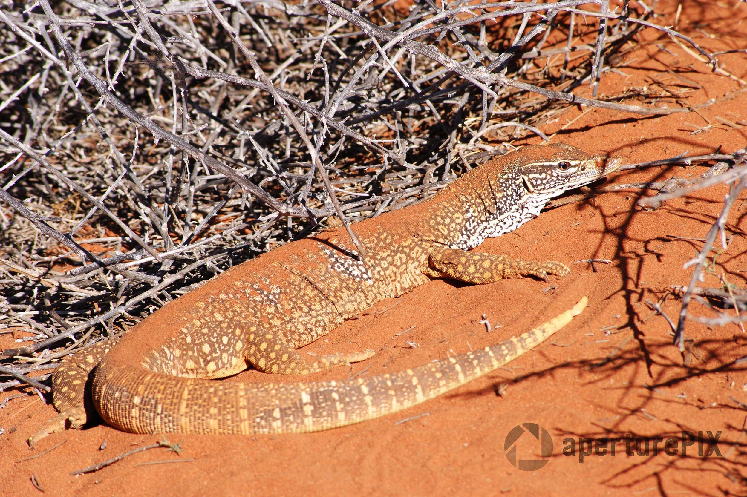 Gould's Goanna at Francois Peron National Park WA