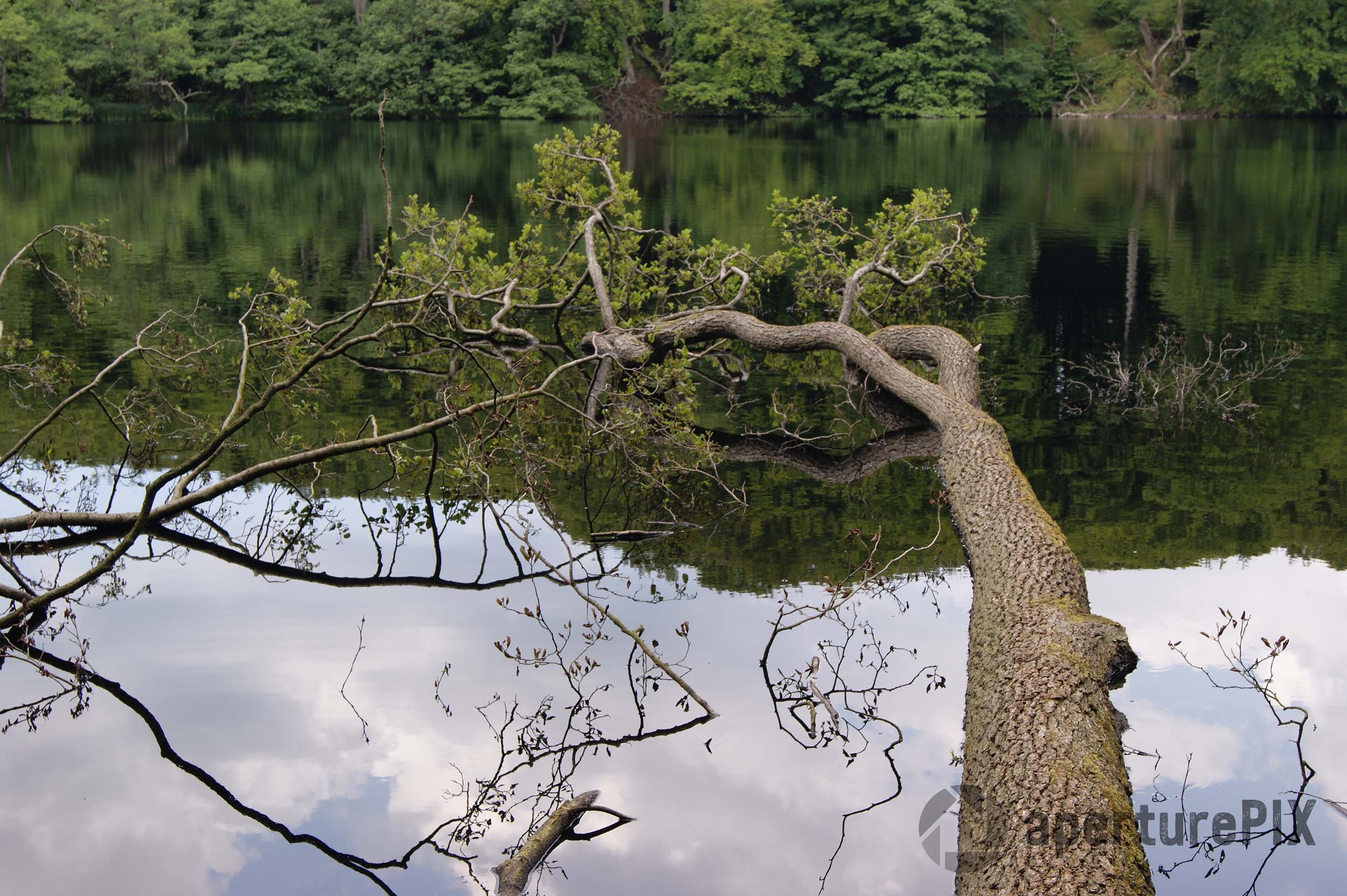 beech tree in lake Ruegen