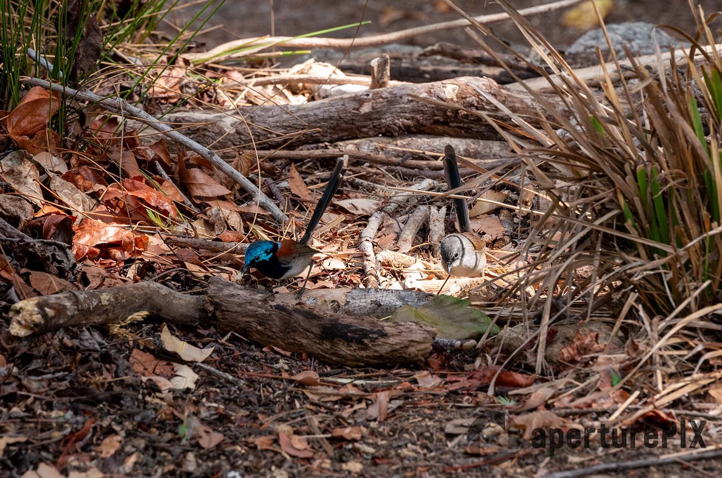 Pair of Red-winged Fairy Wrens