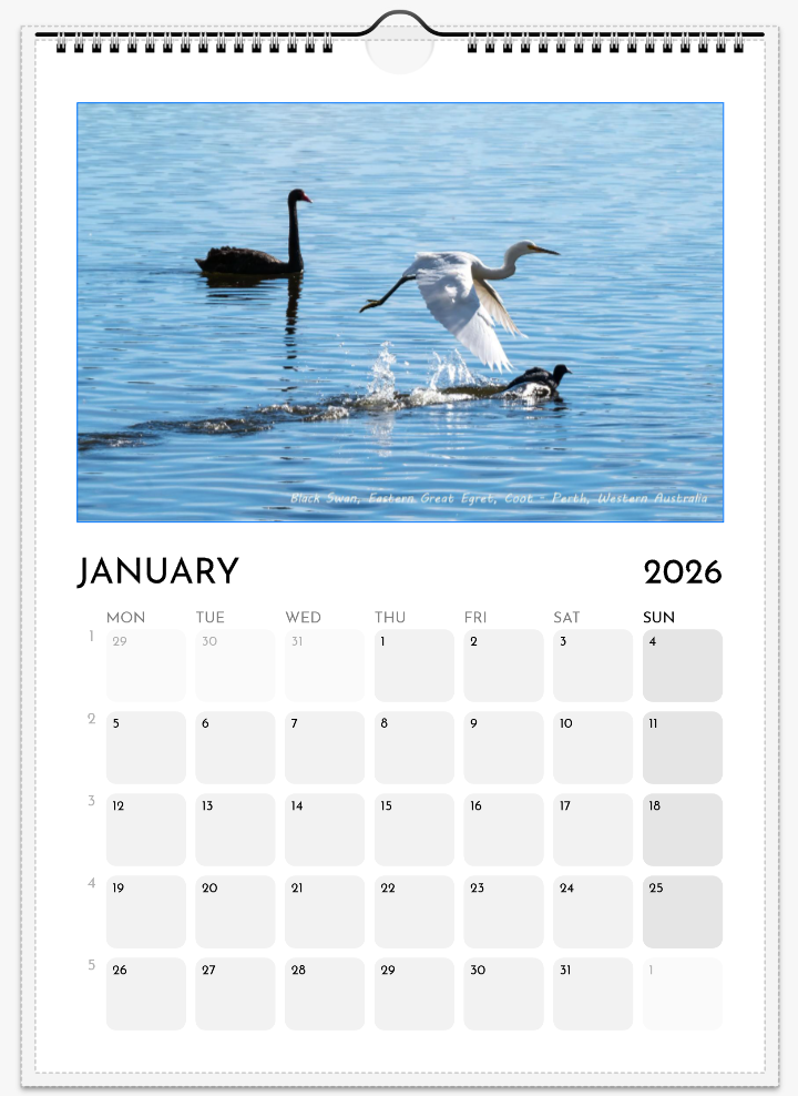 01-Swan.png