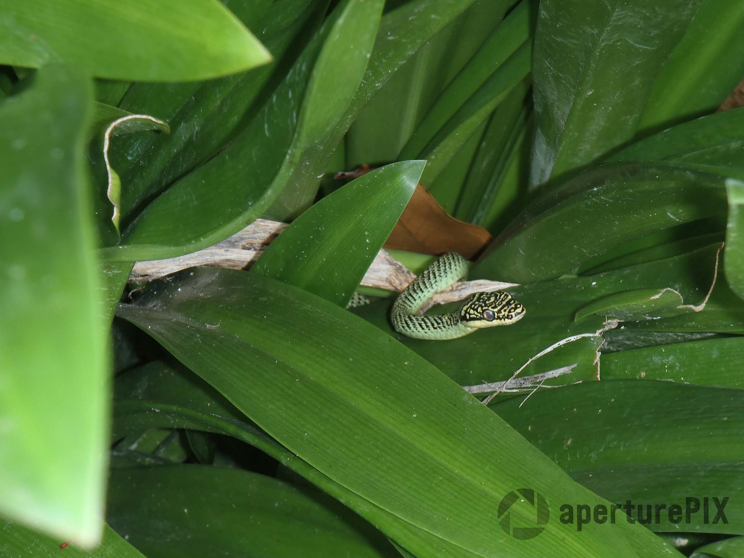 Golden Tree Snake in Thailand